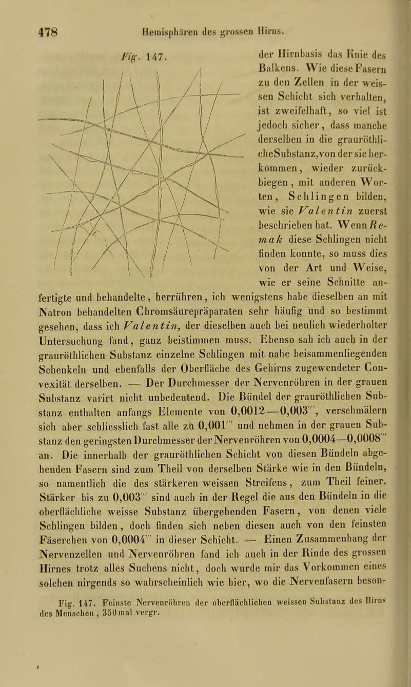 der Hirnbasis das Knie des Balkens. Wie diese Fasern zu den Zellen in der weis- sen Schicht sich verhalten, ist zweifelhaft, so viel ist jedoch sicher, dass manche derselben in die grauröthli- cheSubslanz,von der sie her- kommen, wieder zurück- biegen , mit anderen Wor- ten , Schlingen bilden, wie sie Valentin zuerst beschrieben hat. Wenn/?e- mak diese Schlingen nicht finden konnte, so muss dies von der Art und Weise, wie er seine Schnitte an- fertigte und behandelte, herrühren, ich wenigstens habe dieselben an mit Natron behandelten Chromsäurepräparaten sehr häufig und so bestimmt gesehen, dass ich Valentin, der dieselben auch bei neulich wiederholter Untersuchung fand, ganz beistimmen muss. Ebenso sah ich auch in der grauröthlichen Substanz einzelne Schlingen mit nahe beisammenliegenden Schenkeln und ebenfalls der Oberfiäche des Gehirns zugewendeter Con- vexität derselben. — Der Durchmesser der Nervenröhren in der grauen Substanz varirt nicht unbedeutend. Die Bündel der grauröthlichen Sub- stanz enthalten anfangs Elemente von 0,0012—0,003 , verschmälern sich aber schliesslich fast alle zu 0,001' und nehmen in der grauen Sub- stanz den geringsten Durchmesser der Nervenröhren von 0,0004—0,0008 an. Die innerhalb der grauröthlichen Schicht von diesen Bündeln abge- henden Fasern sind zum Theil von derselben Stärke wie in den Bündeln, so namentlich die des stärkeren weissen Streifens, zum Theil feiner. Stärker bis zu 0,003 ' sind auch in der Regel die aus den Bündeln in die oberflächliche weisse Substanz übergehenden Fasern, von denen viele Schlingen bilden , doch finden sich neben diesen auch von den feinsten Fäserchen von 0,0004 in dieser Schicht. — Einen Zusammenhang der Nervenzellen und Nervenröhren fand ich auch in der Rinde des grossen Hirnes trotz alles Suchcns nicht, doch wurde mir das Vorkommen eines solchen nirgends so wahrscheinlich wie hier, wo die Nervenfasern beson- Fig. 147. Feinste Nervenrühren der oberflächlichen weissen Substanz des Hirns des Menschen , 350 mal vergr. Fig. 147. »