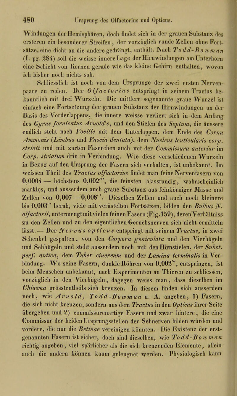 Windungen der Hemisphären, doch findet sich in der grauen Substanz des ersteren ein besonderer Streifen , der vorzüglich runde Zellen ohne Fort- sätze, eine dicht an die andere gedrängt, enthält. Nach To dd-B o wrnan (I. pg. 284) soll die wcissc innereLage der Hirnwindungen am Unterhorn eine Schicht von Kernen gerade wie das kleine Gehirn enthalten, wovon ich bisher noch nichts sah. Schliesslich ist noch von dem Ursprünge der zwei ersten Nerven- paare zu reden. Der Olfactorius entspringt in seinem Traclus be- kanntlich mit drei Wurzeln. Die mittlere sogenannte graue Wurzel ist einfach eine Fortsetzung der grauen Substanz der Hirnwindungen an der Basis des Vorderlappens, die innere weisse verliert sich in dem Anfang des Gyrus fornicatus Arnolds, und den Stielen des Septum, die äussere endlich steht nach Foville mit dem Unterlappen, dem Ende des Cornu Ammonis (Lim/jus und Fascia de nt ata), dem Nucleus lenticularis corp. striati. und mit zarten Fäserchen auch mit der Commissura anterior im Corp. striatum drin in Verbindung. Wie diese verschiedenen Wurzeln in Bezug auf den Ursprung der Fasern sich verhalten, ist unbekannt. Im w'eissen Theil des Tractus olfactorius findet man feine Nervenfasern von 0,(1004— höchstens 0,002, die feinsten blassrandig, wahrscheinlich marklos, und ausserdem auch graue Substanz aus feinkörniger Masse und Zellen von 0,007 — 0,008 '. Dieselben Zellen und auch noch kleinere bis 0,003  herab, viele mit verästelten Fortsätzen, bilden den Bulbus N. oljactorii, untermengt mit vielen feinen Fasern (Fig. 159), deren Verhältnis zu den Zellen und zu den eigentlichen Geruchsnerven sich nicht ermitteln lässt.— Der Nervus opticus entspringt mit seinem Tractus, in zwei Schenkel gespalten, von den Corpora geniculata und den Vierhügeln und Sehhügeln und steht ausserdem noch mit den Hirnstielen, der Subst. perf. antica, dem Tuber cinereum und der Lamina terminalis in Ver- bindung. Wo seine Fasern, dunkle Röhren von 0,002', entspringen, ist beim Menschen unbekannt, nach Experimenten an Thieren zu scbliessen, vorzüglich in den Vierhügeln, dagegen weiss man, dass dieselben im Chiasma grösstentheils sich kreuzen. In diesem finden sich ausserdem noch, wie Arnold, To dd-Bowm an u. A. angeben, 1) Fasern, die sich nicht kreuzen, sondern aus dem Tractus in den Opticus ihrer Seite übergehen und 2) commissurcnartige Fasern und zwar hintere, die eine Commissur der beiden Ursprungsstellen der Sehnerven bilden würden und vordere, die nur die Retinae vereinigen könnten. Die Existenz der erst- genannten Fasern ist sicher, doch sind dieselben, wie To dd-B owm an richtig angeben, viel spärlicher als die sich kreuzenden Elemente, allein auch die andern können kaum geleugnet werden. Physiologisch kann