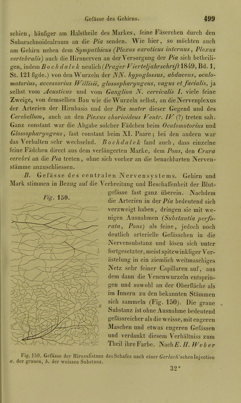 schien, häufiger am Halstheile des Markes, feine Fäserchen durch den Subarachnoidealraum an die Pia senden. Wie hier, so möchten auch am Gehirn neben dem Sympathicm (Plexus carotieus internus, Plexus vertebralis') auch die Hirnnerven an der Versorgung der Pia sich betheili- gen, indem Bochdalek neulich (Prager Vierteljahr schrift 1849, Bd. 1, St. 121 flgde.) von den Wurzeln der JSN. hypoglossus, abducens, oculo- rnotorius, accessorius fVil/isii, glossopharyngeus, vagus et facialis, ja selbst vom Acusticus und vom Ganglion N. cerviealis I. viele leine Zweige, von demselben Bau wie die Wurzeln selbst, an dieNervenplexus der Arterien der Hirnbasis und der Pia mater dieser Gegend und des Cerebellum, auch an den Plexus chorioideus Ventr. IV (?) treten sah. Ganz constant war die Abgabe solcher Fädchen beim Oculomotorius und Glossopharyngeus, fast constant beim XI. Paare 5 bei den andern war das Verhalten sehr wechselnd. Bochdalek fand auch, dass einzelne feine Fädchen direct aus dem verlängerten Marke, dem Pons, den Crura cercbri an die Pia treten, ohne sich vorher an die benachbarten Nerven- stämme anzuschliessen. B. Gefässe des centralen Nervensystems. Gehirn und Mark stimmen in Bezug auf die Verbreitung und Beschaffenheit der Blut- gefässe fast ganz überein. Nachdem die Arterien in der Pia bedeutend sich verzweigt haben, dringen sie mit we- nigen Ausnahmen (Substantia perfo- rata, Pons) als feine, jedoch noch deutlich arterielle Gefässchen in die Nervensubstanz und lösen sich unter fortgesetzter, meist spitzwinkliger Ver- ästelung in ein ziemlich weitmaschiges Netz sehr feiner Capillaren auf, aus dem daun die Venenwurzeln entsprin- gen und sowohl an der Oberfläche als im Innern zu den bekannten Stämmen sich sammeln (Fig. 150). Die graue Substanz ist ohne Ausnahme bedeutend gefässrcicher als die weisse, mit engeren Maschen und etwas engeren Gelassen und verdankt diesem Verhältniss zum Theil ihre Farbe. Nach E. II. JEe b e r Fig. 150. Gefiissc der Hirnsulfstanz des Schafes nach einer Gerlach'sehen Injection a. der grauen, b. der weissen Substanz. Fig. 150. 32*