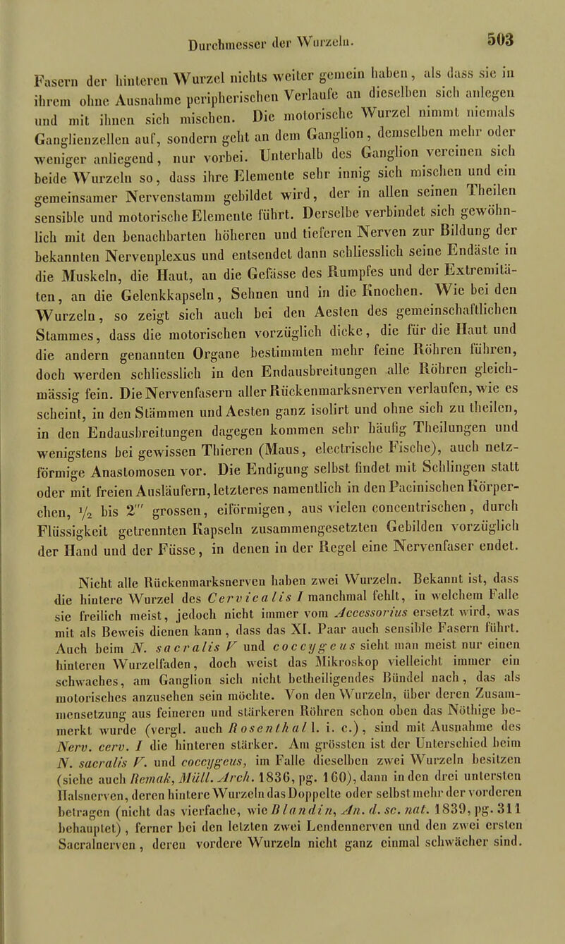 Durchmesser der Wurzeln. Fasern der hinteren Wurzel nichts weiter gemein haben, als dass sie in ihrem ohne Ausnahme peripherischen Verlaufe an dieselben sich «liegen und mit ihnen sich mischen. Die motorische Wurzel nimmt niemals Ganglienzellen auf, sondern geht an dem Ganglion, demselben mehr oder weniger anliegend, nur vorbei. Unterhalb des Ganglion vereinen sich beide Wurzeln so, dass ihre Elemente sehr innig sich mischen und ein gemeinsamer Nervcnslamm gebildet wird, der in allen seinen 1 heilen sensible und motorische Elemente führt. Derselbe verbindet sich gewöhn- lich mit den benachbarten höheren und lieleren Nerven zur Bildung dei bekannten Nervenplexus und entsendet dann schliesslich seine Endäsle in die Muskeln, die Haut, an die Gefässe des Rumpfes und der Extremitä- ten, an die Gelenkkapseln, Sehnen und in die Knochen. Wie bei den Wurzeln, so zeigt sich auch bei den Aesten des gemeinschaltlichen Stammes, dass die motorischen vorzüglich dicke, die für die Haut und die andern genannten Organe bestimmten mehr feine Röhren führen, doch werden schliesslich in den Endausbreitungen alle Röhren gleich- massig fein. Die Nervenfasern aller Rückenmarksnerven verlaufen, wie es scheint, in den Stämmen und Aesten ganz isolirt und ohne sich zu theilen, in den Endausbreitungen dagegen kommen sehr häufig Theilungen und wenigstens bei gewissen Thieren (Maus, electrische Fische), auch netz- förmige Anastomosen vor. Die Endigung selbst findet mit Schlingen statt oder mit freien Ausläufern, letzteres namentlich in den Pacinischen Körper- chen, y2 bis 2' grossen, eiförmigen, aus vielen concentrischen, durch Flüssigkeit getrennten Kapseln zusammengesetzten Gebilden \oizüglich der Hand und der Füsse, in denen in der Regel eine Nervenfaser endet. Nicht alle Rückenmarksnerven haben zwei Wurzeln. Bekannt ist, dass die hintere Wurzel des Cervicalis / manchmal fehlt, in welchem Falle sie freilich meist, jedoch nicht immer vom Accessorius ersetzt wird, was mit als Beweis dienen kann , dass das XI. Paar auch sensible Fasern führt. Auch beim N. sacralis F und coccygcus sieht man meist nur einen hinteren Wurzelfaden, doch weist das Mikroskop vielleicht immer ein schwaches, am Ganglion sich nicht beiheiligendes Bündel nach, das als motorisches anzusehen sein möchte. Von den Wurzeln, über deren Zusam- mensetzung aus feineren und stärkeren Röhren schon oben das Notlüge be- merkt wurde (vergl. auch R osenth al 1. i. c.), sind mit Ausnahme des Nerv. cerv. I die hinteren stärker. Am grössten ist der Unterschied heim iV. sacralis F. und coccygcus, im Falle dieselben zwei Wurzeln besitzen (siehe auch Ilemak, Müll. Arch. 1836, pg. 160), dann in den drei untersten llalsnerven, deren hintere Wurzeln das Doppelte oder selbst mehr der vorderen betragen (nicht das vierfache, wie Blandin, An. A. sc. nat. 1839, pg. 311 behauptet) , ferner bei den letzten zwei Lendennerven und den zwei ersten Sacralnerven, deren vordere Wurzeln nicht ganz einmal schwächer sind.