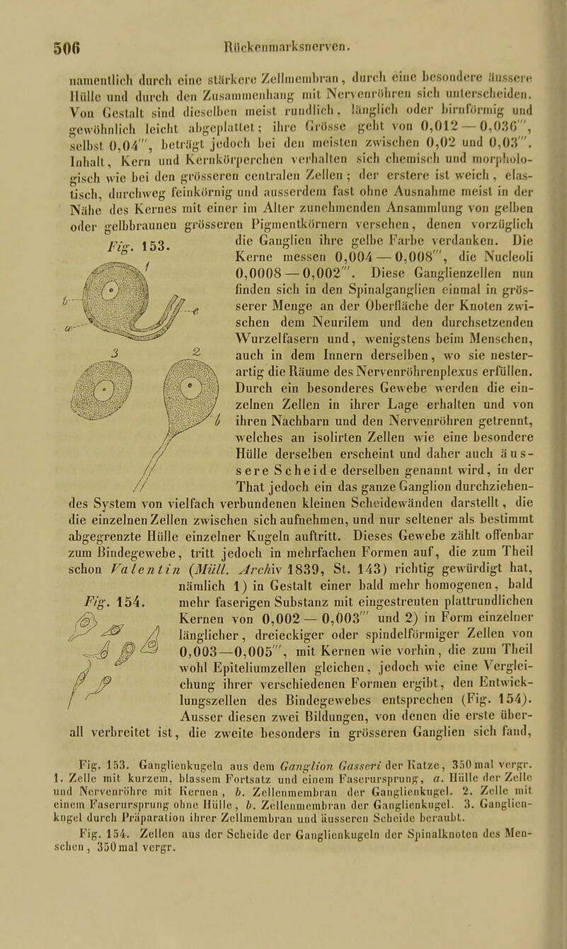 Fnr i c0 . 153. namentlich durch eine stärkere Zellmembran, durch eine besondere äussere Hülle und durch den Zusammenhang mit Nervenröhren sich unterscheiden. Von Gestalt sind dieselben meist rundlich, länglich oder bimförmig und gewöhnlich leicht abgeplattet; ihre Grösse geht von 0,012 0,030 , selbst 0,04', betrügt jedoch bei den meisten zwischen 0,02 und 0,03 . Inhalt, Kern und Kernkörpereben verhalten sich chemisch und morpholo- gisch wie bei den grösseren centralen Zellen ; der erstere ist weich , elas- tisch, durchweg feinkörnig und ausserdem fast ohne Ausnahme meist in der Nähe des Kernes mit einer im Alter zunehmenden Ansammlung von gelben oder gelbbraunen grösseren Pigmentkörnern versehen, denen vorzüglich die Ganglien ihre gelbe Farbe verdanken. Die Kerne messen 0,004 — 0,008 , die Nucleoli 0,0008 — 0,002. Diese Ganglienzellen nun finden sich in den Spinalganglien einmal in grös- serer Menge an der Oberfläche der Knoten zwi- schen dem Neurilem und den durchsetzenden Wurzelfasern und, wenigstens beim Menschen, auch in dem Innern derselben, wo sie nester- artig die Räume des Nervenröhrenplexus erfüllen. Durch ein besonderes Gewebe werden die ein- zelnen Zellen in ihrer Lage erhalten und von ihren Nachbarn und den Nervenröhren getrennt, welches an isolirten Zellen wie eine besondere Hülle derselben erscheint und daher auch äus- sere Scheide derselben genannt wird, in der That jedoch ein das ganze Ganglion durchziehen- des System von vielfach verbundenen kleinen Scheidewänden darstellt, die die einzelnen Zellen zwischen sich aufnehmen, und nur seltener als bestimmt abgegrenzte Hülle einzelner Kugeln auftritt. Dieses Gewebe zählt offenbar zum Bindegewebe, tritt jedoch in mehrfachen Formen auf, die zum Theil schon Valentin {Müll. Archiv 1839, St. 143) richtig gewürdigt hat, nämlich 1) in Gestalt einer bald mehr homogenen, bald mehr faserigen Substanz mit eingestreuten plattrundlichen Kernen von 0,002— 0,003' und 2) in Form einzelner länglicher, dreieckiger oder spindelförmiger Zellen von 0,003—0,005', mit Kernen wie vorhin, die zum Theil wohl Epiteliumzellen gleichen, jedoch wie eine Verglei- chung ihrer verschiedenen Formen ergibt, den Eni wick- lungszellen des Bindegewebes entsprechen (Fig. 154). Ausser diesen zwei Bildungen, von denen die erste über- die zweite besonders in grösseren Ganglien sich fand, all verbreitet ist. Fig. 153. Ganglienkugelu aus dem Ganglion Gasscri der Katze, 350 mal vorgr. 1. Zelle mit kurzem, blassem Fortsatz und einem Faserursprung, a. Hülle der Zelle und Ncrvenriihre mit Kernen , b. Zellenmembran der Ganglienkugel. 2. Zelle mit einem Faserursprung ohne Hülle, b. Zellenmembran der Ganglienkugel. 3. Ganglien- kngel durch Präparation ihrer Zellmembran und äusseren Sebeide beraubt. Fig. 154. Zellen aus der Sebeide der Ganglienkugeln der Spinnlknotcn des Men- schen , 350malvergr.