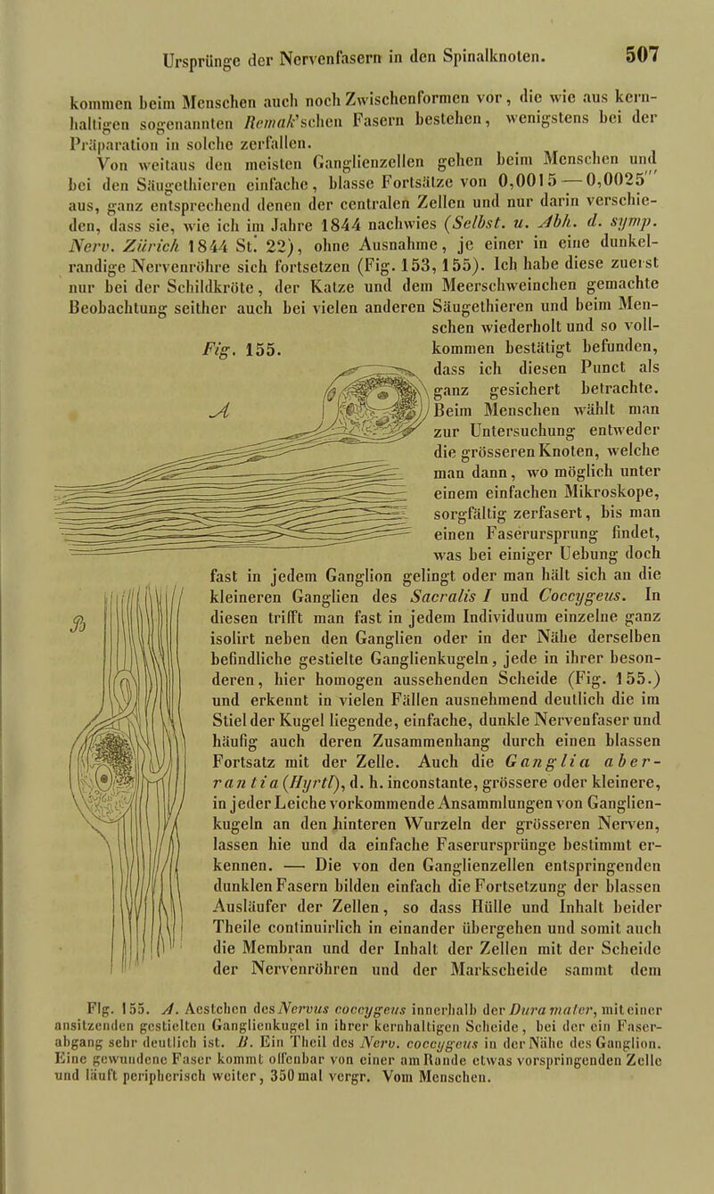 Ursprünge der Nervenfasern in den Spinalknoteu. kommen beim Menschen auch noch Zwischenformen vor, die wie aus kern- haltigen sogenannten Rentttk’sehen Fasern bestehen, wenigstens bei dci Präparation in solche zerfallen. Von weitaus den meisten Ganglienzellen gehen beim Menschen und bei den Säugethieren einfache, blasse Fortsätze von 0,0015 0,0025 aus, ganz entsprechend denen der centralen Zellen und nur darin verschie- den, dass sie, wie ich im Jahre 1844 nachwies (Selbst. u. jibli. d. symp. Nerv. Zürich 1844 St. 22), ohne Ausnahme, je einer in eine dunkel- randige Nervenröhre sich fortsetzen (Fig. 153, 155). Ich habe diese zuerst nur bei der Schildkröte, der Katze und dem Meerschweinchen gemachte Beobachtung seither auch bei vielen anderen Säugethieren und beim Men- schen wiederholt und so voll- jFig. 155. kommen bestätigt befunden, dass ich diesen Punct als ganz gesichert betrachte. Beim Menschen wählt man zur Untersuchung entweder die grösseren Knoten, welche man dann, wo möglich unter einem einfachen Mikroskope, sorgfältig zerfasert, bis man einen Faserursprung findet, was bei einiger Uebung doch fast in jedem Ganglion gelingt oder man hält sich an die kleineren Ganglien des Sacralis I und Coccygeus. In diesen trifft man fast in jedem Individuum einzelne ganz isolirt neben den Ganglien oder in der Nähe derselben befindliche gestielte Ganglienkugeln, jede in ihrer beson- deren, hier homogen aussehenden Scheide (Fig. 155.) und erkennt in vielen Fällen ausnehmend deutlich die im Stiel der Kugel liegende, einfache, dunkle Nervenfaser und häufig auch deren Zusammenhang durch einen blassen Fortsatz mit der Zelle. Auch die Ganglia aber- raii tia (Hyrtl), d. h. inconstante, grössere oder kleinere, in jeder Leiche vorkommende Ansammlungen von Ganglien- kugeln an den hinteren Wurzeln der grösseren Nerven, lassen hie und da einfache Faserursprünge bestimmt er- kennen. — Die von den Ganglienzellen entspringenden dunklen Fasern bilden einfach die Fortsetzung der blassen Ausläufer der Zellen, so dass Hülle und Inhalt beider Theile continuirlich in einander übergehen und somit auch die Membran und der Inhalt der Zellen mit der Scheide der Nervenröhren und der Markscheide sammt dem Fig. 155. A. Aestchcn des Venu« coccygeus innerhalb der Dura rna/er, mit einer ansitzenden gestielten Ganglienkugel in ihrer kernhaltigen Scheide, bei der ein Faser- abgang sehr deutlich ist. JS. Ein Thcil des Nerv, coccygeus in der Nähe des Ganglion. Eine gewundene Faser kommt offenbar von einer am Rande etwas vorspringenden Zelle und läuft peripherisch weiter, 350mal vergr. Vom Menschen.