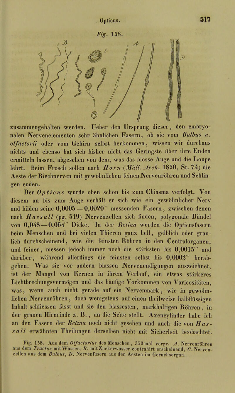 Opticus. Fig. 158. 517 zusammengehalten werden. Ueber den Ursprung dieser, den embryo- nalen Nervenelementen sehr ähnlichen Fasern, ob sie vom Bulbus n. olfactorii oder vom Gehirn selbst herkommen, wissen wir durchaus nichts und ebenso hat sich bisher nicht das Geringste über ihre Enden ermitteln lassen, abgesehen von dem, was das blosse Auge und die Loupe lehrt. Beim Frosch sollen nach Horn (Müll. Arc.h. 1850, St. 74) die Aeste der Riechnerven mit gewöhnlichen feinen Nervenröhren und Schlin- gen enden. Der Opticus wurde oben schon bis zum Chiasma verfolgt. Von diesem an bis zum Auge verhält er sich wie ein gewöhnlicher Nerv und bilden seine 0,0005—0,0020' ' messenden Fasern, zwischen denen nach Hass all (pg. 519) Nervenzellen sich finden, polygonale Bündel von 0,048 — 0,064' Dicke. In der Retina werden die Opticusfasern beim Menschen und bei vielen Thieren ganz hell, gelblich oder grau- lich durchscheinend, wie die feinsten Röhren in den Centralorganen, und feiner, messen jedoch immer noch die stärksten bis 0,0015' und darüber, während allerdings die feinsten selbst bis 0,0002' herab- gehen. Was sie vor andern blassen Nervenendigungen auszeichnet, ist der Mangel von Kernen in ihrem Verlauf, ein etwas stärkeres Lichtbrechungsvermögen und das häufige Vorkommen von Varicositäten, was, wenn auch nicht gerade auf ein Nervenmark, wie in gewöhn- lichen Nervenröhren, doch wenigstens auf einen theilweise halbflüssigen Inhalt schliessen lässt und sie den blässesten, markhaltigen Röhren, in der grauen Hirnrinde z. B., an die Seite stellt. Axencylinder habe ich an den Fasern der Retina noch nicht gesehen und auch die von Has- sall erwähnten Theilungen derselben nicht mit Sicherheit beobachtet. Fig. 158. Aus dem Olfacloriits des Menschen, 350mal vergr. vl. Nervenröhren aus dem Tractus mit Wasser, 1). milZuekervvasser contrahirt erscheinend, C. Nerven- zellen aus dem Bulbus, JJ. Nervenfasern aus den Aesten im Geruchsorgan.