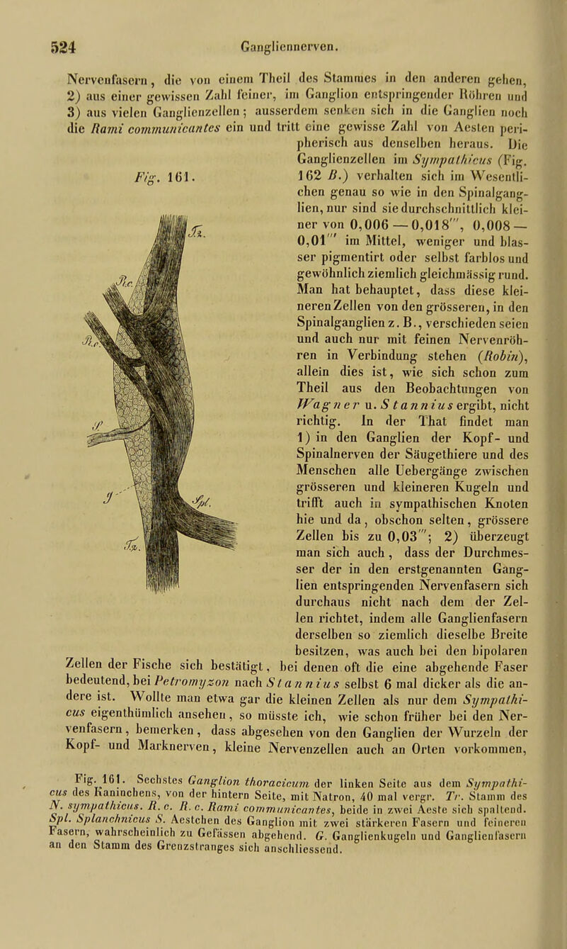 Nervenfasern, die von einem Theil des Stammes in den anderen gehen, 2) aus einer gewissen Zahl feiner, im Ganglion entspringender Röhren und 3) aus vielen Ganglienzellen; ausserdem senken sich in die Ganglien noch die Rami covununicantes ein und tritt eine gewisse Zahl von Aeslen peri- pherisch aus denselben heraus. Die Ganglienzellen im Sympalhicus (Fig. I 02 B.) verhalten sich im Wesentli- chen genau so wie in den Spinalgang- lien, nur sind sie durchschnittlich klei- ner von 0,006 — 0,018', 0,008 — 0,01 im Mittel, weniger und blas- ser pigmentirt oder seihst farblos und gewöhnlich ziemlich gleichmässig rund. Man hat behauptet, dass diese klei- neren Zellen von den grösseren, in den Spinalganglien z. B., verschieden seien und auch nur mit feinen Nervenröh- ren in Verbindung stehen (Robin), allein dies ist, wie sich schon zum Theil aus den Beobachtungen von JVagn e r u. S tannius ergibt, nicht richtig. In der That findet man 1) in den Ganglien der Kopf- und Spinalnerven der Säugethiere und des Menschen alle Uebergänge zwischen grösseren und kleineren Kugeln und trifft auch in sympathischen Knoten hie und da, obschon selten, grössere Zellen bis zu 0,03 2) überzeugt man sich auch , dass der Durchmes- ser der in den erstgenannten Gang- lien entspringenden Nervenfasern sich durchaus nicht nach dem der Zel- len richtet, indem alle Ganglienfasern derselben so ziemlich dieselbe Breite besitzen, was auch bei den bipolaren Zellen der Fische sich bestätigt, bei denen oft die eine abgehende Faser bedeutend, bei Petromyson nach S t a nnius selbst 6 mal dicker als die an- dere ist. Wollte man etwa gar die kleinen Zellen als nur dem Sympalhi- cus eigentümlich anseheu, so müsste ich, wie schon früher hei den Ner- venfasern , bemerken, dass abgesehen von den Ganglien der Wurzeln der Kopl- und Marknerven, kleine Nervenzellen auch an Orten Vorkommen, Fig-lßl • Sechstes Ganglion thoracicum der linken Seite aus dem Sympathi- cus des Kaninchens, von der hintern Seite, mit Natron, 40 mal vcrgr. Tr. Stamm des JV. sympathicus. R.e. R. c. Rami communicantes, beide in zwei Aeste sich spaltend. &pt. Splanchnicus &'. Aestchen des Ganglion mit zwei stärkeren Fasern und feineren fasern, wahrscheinlich zu Gefässen abgehend. G. Ganglienkugeln und Ganglieuläsern an den Stamm des Grenzstranges sich anschliessend.