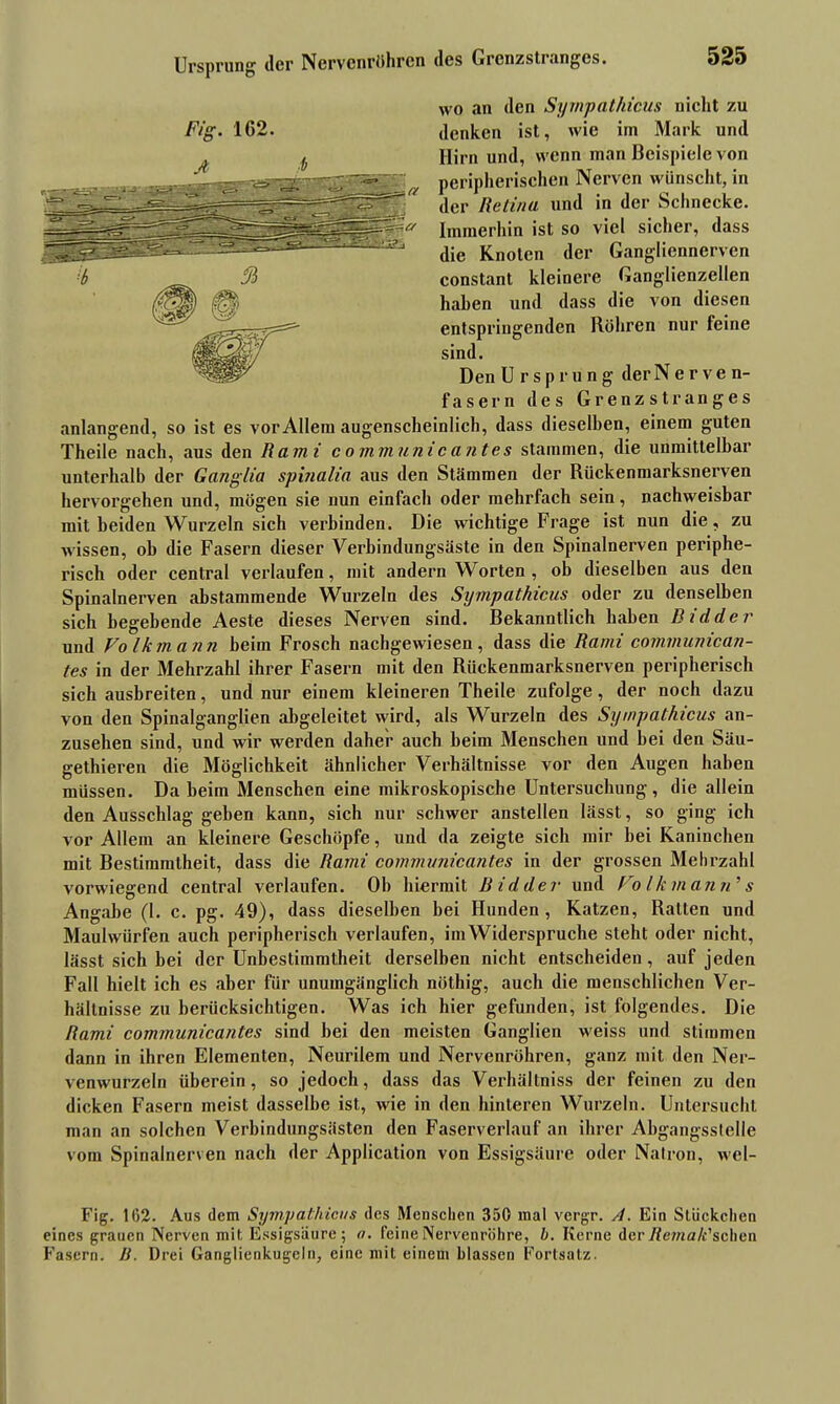wo an den Sympatkicus nicht zu denken ist, wie im Mark und Hirn und, wenn man Beispiele von peripherischen Nerven wünscht, in der Retina und in der Schnecke. Immerhin ist so viel sicher, dass die Knoten der Gangliennerven constant kleinere Ganglienzellen haben und dass die von diesen entspringenden Röhren nur feine sind. Den U r s p r u n g der N e r v e n- fasern des Grenzstranges anlangend, so ist es vor Allem augenscheinlich, dass dieselben, einem guten Theile nach, aus den Rami communicantes stammen, die unmittelbar unterhalb der Ganglia spinalia aus den Stämmen der Rückenmarksnerven hervorgehen und, mögen sie nun einfach oder mehrfach sein, nachweisbar mit beiden Wurzeln sich verbinden. Die wichtige Frage ist nun die, zu wissen, ob die Fasern dieser Verbindungsäste in den Spinalnerven periphe- risch oder central verlaufen, mit andern Worten , ob dieselben aus den Spinalnerven abstammende Wurzeln des Sympatkicus oder zu denselben sich begehende Aeste dieses Nerven sind. Bekanntlich haben Bidder und Volkmann beim Frosch nachgewiesen, dass die Rami communican- tes in der Mehrzahl ihrer Fasern mit den Riickenmarksnerven peripherisch sich ausbreiten, und nur einem kleineren Theile zufolge, der noch dazu von den Spinalganglien abgeleitet wird, als Wurzeln des Sympatkicus an- zusehen sind, und wir werden daher auch beim Menschen und bei den Säu- gethieren die Möglichkeit ähnlicher Verhältnisse vor den Augen haben müssen. Da beim Menschen eine mikroskopische Untersuchung, die allein den Ausschlag geben kann, sich nur schwer anstellen lässt, so ging ich vor Allem an kleinere Geschöpfe, und da zeigte sich mir bei Kaninchen mit Bestimmtheit, dass die Rami communicantes in der grossen Mehrzahl vorwiegend central verlaufen. Ob hiermit Bidder und Volk mann’ s Angabe (1. c. pg. 49), dass dieselben bei Hunden, Katzen, Raiten und Maulwürfen auch peripherisch verlaufen, im Widerspruche steht oder nicht, lässt sich bei der Unbestimmtheit derselben nicht entscheiden, auf jeden Fall hielt ich es aber für unumgänglich nöthig, auch die menschlichen Ver- hältnisse zu berücksichtigen. Was ich hier gefunden, ist folgendes. Die Rami communicantes sind bei den meisten Ganglien weiss und stimmen dann in ihren Elementen, Neurilem und Nervenröhren, ganz mit den Ner- venwurzeln überein, so jedoch, dass das Verhältniss der feinen zu den dicken Fasern meist dasselbe ist, wie in den hinteren Wurzeln. Untersucht man an solchen Verbindungsästen den Faserverlauf an ihrer Abgangsstelle vom Spinalnerven nach der Application von Essigsäure oder Natron, wel- Fig. 1(52. Aus dem Sympatkicus des Menschen 350 mal vergr. A. Ein Stückchen eines grauen Nerven mit Essigsäure; a. feine Nervenröhre, b. Kerne der Remak'schen Fasern. R. Drei Ganglienkugeln, eine mit einem blassen Fortsatz.