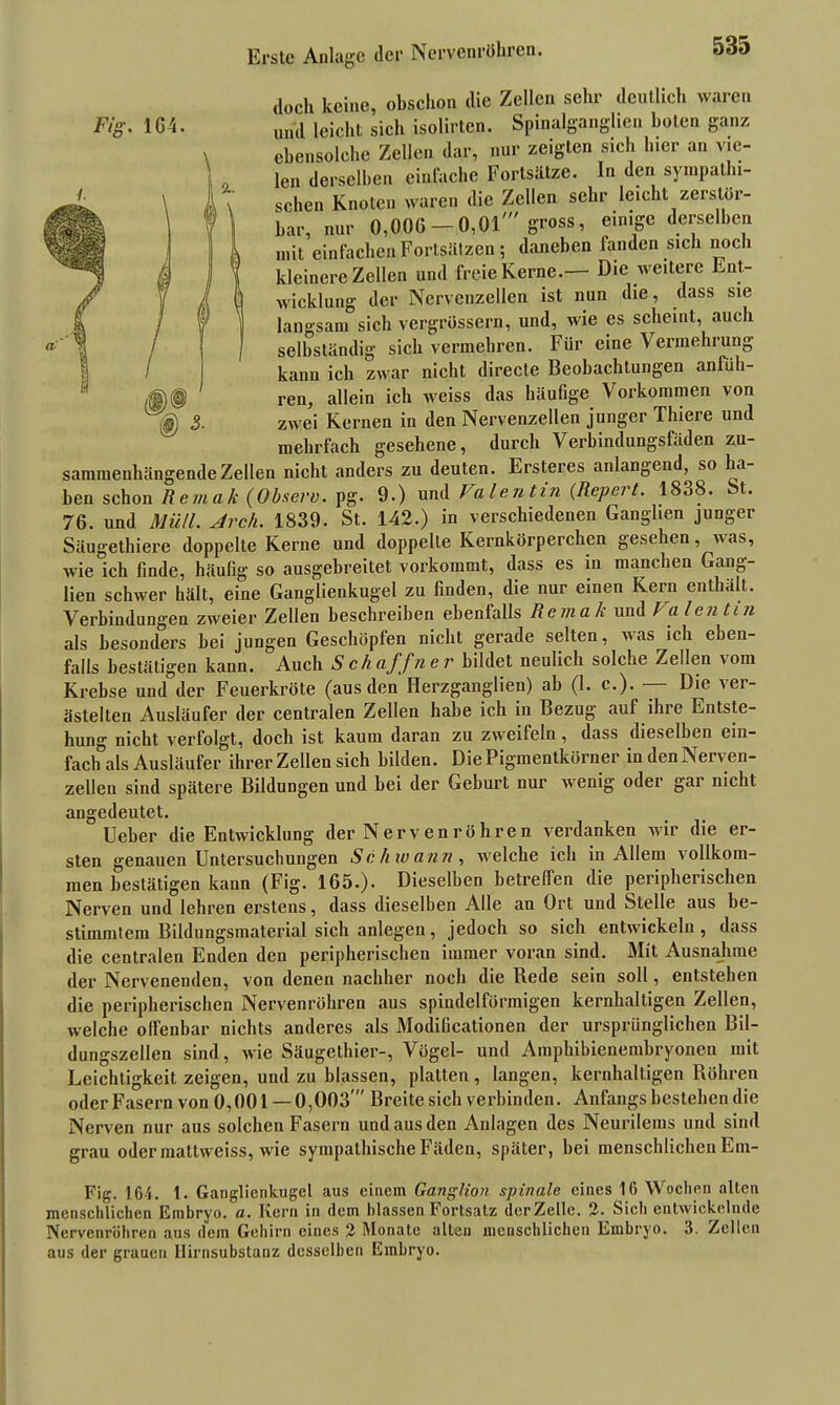 Erste Anlage der Nervenröhren. doch keine, obschon die Zellen sehr deutlich waren und leicht sich isolirten. Spinalganglien boten ganz ebensolche Zellen dar, nur zeigten sich hier an vie- len derselben einfache Fortsätze. In den sympathi- schen Knoten waren die Zellen sehr leicht zerstör- bar, nur 0,000-0,01' gross, einige derselben mit einfachen Fortsätzen ; daneben fanden sich noch kleinere Zellen und freie Kerne.— Die weitere Ent- wicklung der Nervenzellen ist nun die, dass sie langsam sich vergrössern, und, wie es scheint, auch selbständig sich vermehren. Für eine Vermehrung kann ich zwar nicht directe Beobachtungen anfüh- ren, allein ich weiss das häufige Vorkommen von zwei Kernen in den Nervenzellen junger Thiere und mehrfach gesehene, durch Verbindungsfäden zu- sammenhängende Zellen nicht anders zu deuten. Ersteres anlangend, so ha- ben schon Reviak (Obsero. pg. 9.) und Valentin (.Repert. 1838. St. Säugethiere doppelte Kerne und doppelte Kernkörperchen gesehen, was, wie ich finde, häufig so ausgebreitet vorkommt, dass es in manchen Gang- lien schwer hält, eine Ganglienkugel zu finden, die nur einen Kern enthält. Verbindungen zweier Zellen beschreiben ebenfalls Remak und Valentin als besonders bei jungen Geschöpfen nicht gerade selten, was ich eben- falls bestätigen kann. Auch Schaffner bildet neulich solche Zellen vom Krebse und der Feuerkröte (aus den Herzganglien) ab (1. c.). — Die ver- ästelten Ausläufer der centralen Zellen habe ich in Bezug auf ihre Entste- hung nicht verfolgt, doch ist kaum daran zu zweifeln , dass dieselben ein- fach als Ausläufer ihrer Zellen sich bilden. Die Pigmentkörner in den Nerven- zellen sind spätere Bildungen und bei der Geburt nur wenig oder gar nicht angedeutet. lieber die Entwicklung der Nerven röhren verdanken wir die er- sten genauen Untersuchungen Schwann, welche ich in Allem vollkom- men bestätigen kann (Fig. 165.). Dieselben betreffen die peripherischen Nerven und lehren erstens, dass dieselben Alle an Ort und Stelle aus be- stimmtem Bildungsmaterial sich anlegen, jedoch so sich entwickeln, dass die centralen Enden den peripherischen immer voran sind. Mit Ausnahme der Nervenenden, von denen nachher noch die Bede sein soll, entstehen die peripherischen Nervenröhren aus spindelförmigen kernhaltigen Zellen, welche offenbar nichts anderes als Modißcationen der ursprünglichen Bil- dungszellen sind, wie Säugethier-, Vögel- und Amphibienembryonen mit Leichtigkeit zeigen, und zu blassen, platten , langen, kernhaltigen Röhren oder Fasern von 0,001 — 0,003  Breite sich verbinden. Anfangs bestehen die Nerven nur aus solchen Fasern und aus den Anlagen des Neurilems und sind grau oder mattweiss, wie sympathische Fäden, später, bei menschlichen Em- Fig. 164. 1. Ganglienkugel aus einem Ganglion spinale eines 16 Wochen alten menschlichen Embryo, a. Kern in dem blassen Fortsatz der Zelle. 2. Sich entwickelnde Nervenrühren aus dem Gehirn eines 2 Monate alten menschlichen Embryo. 3. Zellen aus der grauen Hirnsubstanz desselben Embryo. Fig. 164.