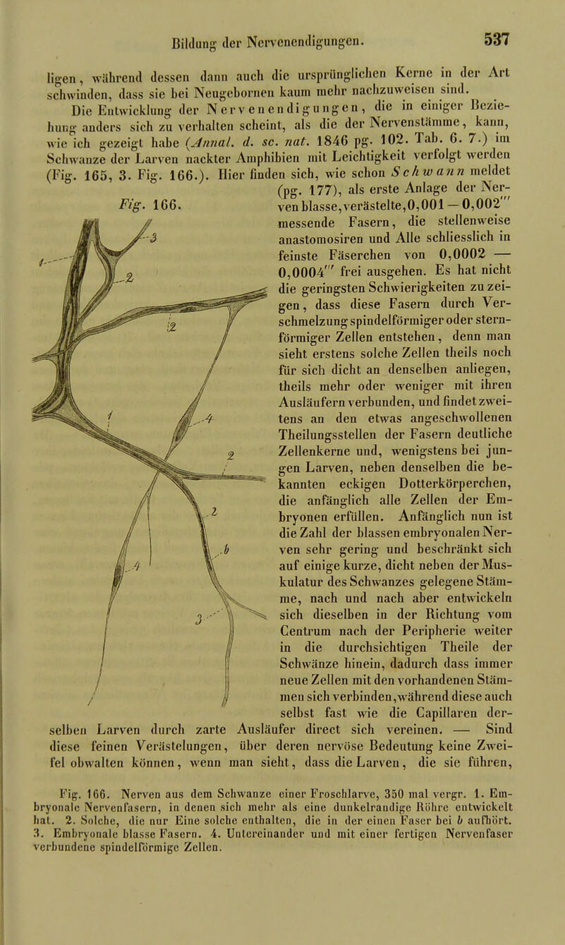 Bildung der Nervenendigungen. ligen, während dessen dann auch die ursprünglichen Kerne in der Art schwinden, dass sie bei Neugehornen kaum mehr nachzuweisen sind. Die Entwicklung der Nervenendigungen, die in einigei Bezie- hung anders sich zu verhalten scheint, als die der Nervenstämme, kann, wie ich gezeigt habe (Anna!. d. sc. nat. 1846 pg. 102. Tab. 6. 7.) im Schwänze der Larven nackter Amphibien mit Leichtigkeit verlolgt weiden (Fig. 165, 3. Fig. 166.). Hier finden sich, wie schon Schwann meldet (pg. 177), als erste Anlage der Ner- Fig. 166. venblasse, verästelte, 0,001 — 0,002 messende Fasern, die stellenweise anastomosiren und Alle schliesslich in feinste Fäserchen von 0,0002 — 0,0004' frei ausgehen. Es hat nicht die geringsten Schwierigkeiten zu zei- gen , dass diese Fasern durch Ver- schmelzung spindelförmiger oder stern- förmiger Zellen entstehen , denn man sieht erstens solche Zellen theils noch für sich dicht an denselben anliegen, theils mehr oder weniger mit ihren Ausläufern verbunden, und findet zwei- tens an den etwas angeschwollenen Theilungsstellen der Fasern deutliche Zellenkerne und, wenigstens bei jun- gen Larven, neben denselben die be- kannten eckigen Dotterkörperchen, die anfänglich alle Zellen der Em- bryonen erfüllen. Anfänglich nun ist die Zahl der blassen embryonalen Ner- ven sehr gering und beschränkt sich auf einige kurze, dicht neben der Mus- kulatur des Schwanzes gelegene Stäm- me, nach und nach aber entwickeln sich dieselben in der Richtung vom Centrum nach der Peripherie weiter in die durchsichtigen Theile der Schwänze hinein, dadurch dass immer neue Zellen mit den vorhandenen Stäm- men sich verbinden,während diese auch selbst fast wie die Capillaren der- selben Larven durch zarte Ausläufer direct sich vereinen. — Sind diese feinen Verästelungen, über deren nervöse Bedeutung keine Zwei- fel obwalten können, wenn man sieht, dass die Larven, die sie führen, Fig. 166. Nerven aus dem Schwänze einer Froschlarve, 350 mal vergr. 1. Em- bryonale Nervenfasern, in denen sich mehr als eine dunkelrandige Röhre entwickelt hat. 2. Solche, die nur Eine solche enthalten, die in der einen Faser hei b aufhört. 3. Embryonale blasse Fasern. 4. Untereinander und mit einer fertigen Nervenfaser verbundene spindelförmige Zellen.