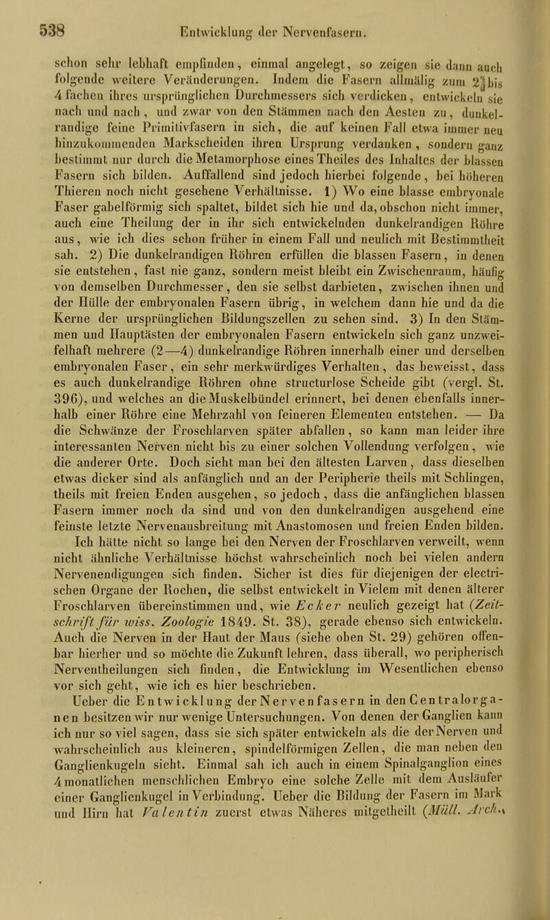 schon sehr lebhaft empfinden, einmal angelegt, so zeigen sie dann auch folgende weitere Veränderungen. Indem die Fasern allmälig zum 2] bis 4 fachen ihres ursprünglichen Durchmessers sich verdicken, entwickeln sie nach und nach , und zwar von den Stämmen nach den Aeslen zu, dunkel- randige feine Primitivfasern in sich, die auf keinen Fall etwa immer neu hinzukommenden Markscheiden ihren Ursprung verdanken , sondern ganz bestimmt nur durch die Metamorphose eines Theiles des Inhaltes der blassen Fasern sich bilden. Auffallend sind jedoch hierbei folgende, bei höheren Thieren noch nicht gesehene Verhältnisse. 1) Wo eine blasse embryonale Faser gabelförmig sich spaltet, bildet sich hie und da, obschon nicht immer, auch eine Theilung der in ihr sich entwickelnden dunkelrandigen Röhre aus, wie ich dies schon früher in einem Fall und neulich mit Bestimmtheit sah. 2) Die dunkelrandigen Röhren erfüllen die blassen Fasern, in denen sie entstehen, fast nie ganz, sondern meist bleibt ein Zwischenraum, häufig von demselben Durchmesser, den sie selbst darbieten, zwischen ihnen und der Hülle der embryonalen Fasern übrig, in welchem dann hie und da die Kerne der ursprünglichen Bildungszellen zu sehen sind. 3) In den Stäm- men und Hauptästen der embryonalen Fasern entwickeln sich ganz unzwei- felhaft mehrere (2—4) dunkelrandige Röhren innerhalb einer und derselben embryonalen Faser, ein sehr merkwürdiges Verhalten, das beweisst, dass es auch dunkelrandige Röhren ohne structurlose Scheide gibt (vergl. St. 396), und welches an die Muskelbündel erinnert, bei denen ebenfalls inner- halb einer Röhre eine Mehrzahl von feineren Elementen entstehen. — Da die Schwänze der Froschlarven später abfallen, so kann man leider ihre interessanten Nerven nicht bis zu einer solchen Vollendung verfolgen, wie die anderer Orte. Doch sieht man bei den ältesten Larven, dass dieselben etwas dicker sind als anfänglich und an der Peripherie theils mit Schlingen, theils mit freien Enden ausgeben, so jedoch, dass die anfänglichen blassen Fasern immer noch da sind und von den dunkelrandigen ausgehend eine feinste letzte Nervenausbreitung mit Anastomosen und freien Enden bilden. Ich hätte nicht so lange bei den Nerven der Froschlarven verweilt, wenn nicht ähnliche Verhältnisse höchst wahrscheinlich noch bei vielen andern Nervenendigungen sich finden. Sicher ist dies für diejenigen der electri- scben Organe der Rochen, die selbst entwickelt in Vielem mit denen älterer Froschlarven übereinstimmen und, wie Ecker neulich gezeigt hat (Zeit- schrift für wiss. Zoologie 1849. St. 38), gerade ebenso sich entwickeln. Auch die Nerven in der Haut der Maus (siehe oben St. 29) gehören offen- bar hierher und so möchte die Zukunft lehren, dass überall, wo peripherisch Nerveutheilungen sich finden, die Entwicklung im Wesentlichen ebenso vor sich geht, wie ich es hier beschrieben. Ueber die Entwicklung der Nervenfasern in den Centralorga- nen besitzen wir nur wenige Untersuchungen. Von denen der Ganglien kann ich nur soviel sagen, dass sie sich später entwickeln als die der Nerven und wahrscheinlich aus kleineren, spindelförmigen Zellen, die man neben den Ganglienkugeln sieht. Einmal sah ich auch in einem Spinalganglion eines 4 monatlichen menschlichen Embryo eine solche Zelle mit dem Ausläufer einer Ganglienkugel in Verbindung. Ueber die Bildung der Fasern im Mark und Hirn hat Valentin zuerst etwas Näheres mitgelheilt (Müll. Arch.\