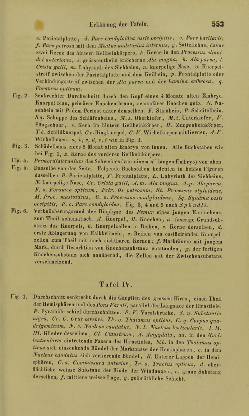 c. Parietalplatte, cl. Pars condyloidea ossis occipitis, c. Pars basilaris, f. Parspetrosa mit dem Meatus auditorius internus, g. Sattellehne, davor zwei Kerne des hintern Keilbeinkörpers, h. Kerne in den Processus clinoi- dei anteriores, i. grosstentheils knöcherne Ala magna, h. Ala parva, l. Crista galli, m. Labyrinth des Siebbeins, n. knorpelige Nase, o. Knorpel- streif zwischen der Parietalplatte und dem Keilbein, p. Frontalplatte oder Verbindungsstreif zwischen der Ala parva und der Lamina cribrosa, q. Foramen opticum. Fig. 2. Senkrechter Durchschnitt durch den Kopf eines 4 Monate alten Embryo. Knorpel blau, primärer Knochen braun, secundärer Knochen gelb. N. Na- senbein mit P. dem Periost unter demselben. F. Stirnbein, P. Scheitelbein, Sq. Schuppe des Schläfenbeins, M.s. Oberkiefer, M.i. Unterkiefer, V. Pflugschaar, s. Kern im hintern Keilbeinkörper, H. Zungenheinkörper, T h. Schildknorpel, Cr. Ringknorpel, C. V. Wirbelkörper mit Kernen, A.V. Wirbelbogen, a, b, c, d, e, i wie in Fig. 1. Fig. 3. Schädelbasis eines 5 Monat alten Embryo von innen. Alle Buchstaben wie bei Fig. 1, z. Kerne des vorderen Keilbeinkörpers. Fig. 4. Primordialcranium des Schweines (von einem 4 langen Embryo) von oben. Fig. 5. Dasselbe von der Seite. Folgende Buchstaben bedeuten in beiden Figuren dasselbe : P. Parietalplatte, F. Frontalplatte, L. Labyrinth des Siebbeins, N. knorpelige Nase, Cr. Crista galli, A.m. Ala magna, A.p. Alaparva, F. o. Foramen opticum, Petr. Os petrosum, St. Processus styloideus, M.Proc. mastoideus, C. o. Processus condyloideus, Sq. Squama ossis occipitis, P. c. Pars condyloidea. Fig. 3, 4 und 5 nach Sp ö ndli. Fig. 6. Verknöcherungsraud der Diaphyse des Femur eines jungen Kaninchens, zum Theil schematisch. A. Knorpel, B. Knochen, a. faserige Grundsub- stanz des Knorpels, b. Knorpelzellen in Reihen, c. Kerne derselben, d. erste Ablagerung von Kalkkrümeln, e. Reihen von ossificirenden Knorpel- zellen zum Pheil mit noch sichtbaren Kernen ; f. Markräume mit jungem Mark, durch Resorbtion von Knochensubstanz entstanden , g. der fertigen Knochensubstanz sich annähernd, die Zellen mit der Zwischensubstanz verschmelzend. Tafel IV. Fig. 1. Durchschnitt senkrecht durch die Ganglien des grossen Hirns , einen Theil der Hemisphären und des Pons Varoli, parallel derLängsaxe der Hirnstiele. P. Pyramide schief durchschnitten. P. V. Varolsbrücke. S. n. Substantia nigra, Cr. C. Crus cerebri, Th. o. Thalamus opticus, C. q. Corpus qua- drigeminum, N. c. Nucleus caudatus, N. I. Nucleus lenticularis, I. II. III. Gliederdesselben, Cl. Claustrum, A. Amygdala, aa. in den Nucl. lenticularis eintretende Fasern des Hirnstieles, bbb. in den Thalamus op- ticus sich einsenkende Bündel der Markmasse der Hemisphären, c. in dem Nucleus caudatus sich verlierende Bündel, H. Unterer Lappen der Hemi- sphären, C.a. Commissura anterior, Tr. o. Tractus opticus, d. ober- flächliche weisse Substanz der Rinde der Windungen , e. graue Substanz; derselben, /. mittlere weisse Lage, g. gelbröthliche Schicht.