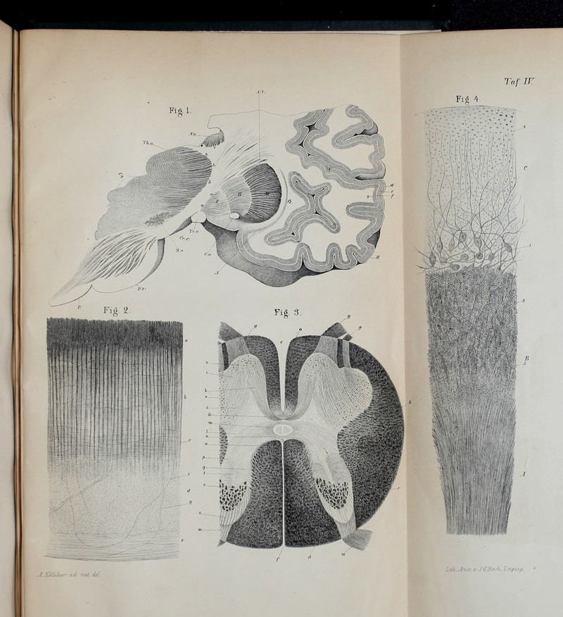 Fig. 2. Fxg L itk. Jnst. t? J. GBarh. Leipzig. Taf. irr Fig 4 Fiö. 1. O