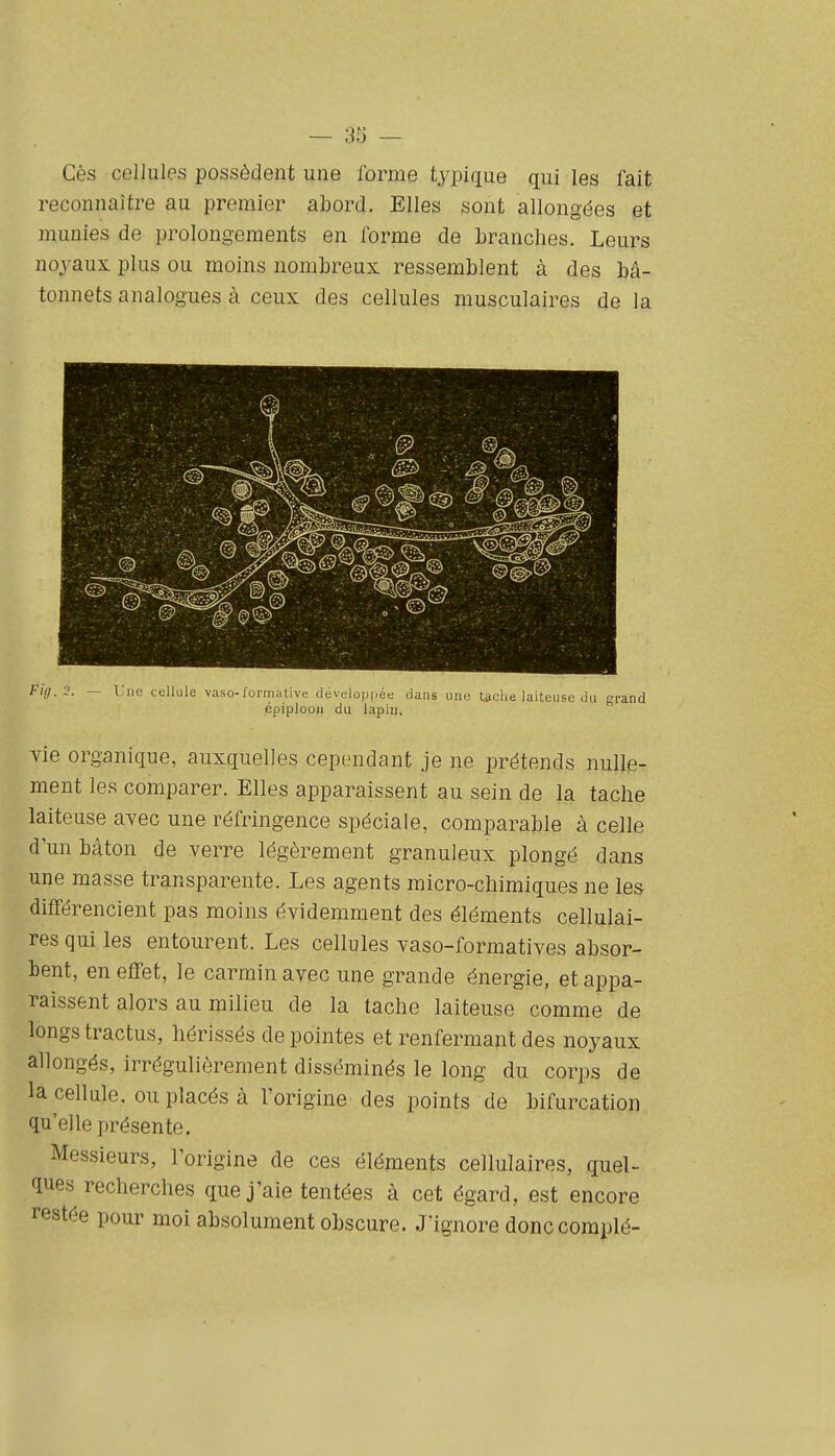 Gès cellules possèdent une forme typique qui les fait reconnaître au premier abord. Elles sont allongées et munies de prolongements en forme de branches. Leurs no3'aux plus ou moins nombreux ressemblent à des bâ- tonnets analogues à ceux des cellules musculaires de la Pig.2. — Une cellule vaso-formative developi)éd dans une tache laiteuse du grand épiplooii du lapin. Yie organique, auxquelles cependant je ne prétends nulle- ment les comparer. Elles apparaissent au sein de la tache laiteuse avec une réfringence spéciale, comparable à celle d'un bâton de verre légèrement granuleux plongé dans une masse transparente. Les agents micro-chimiques ne les différencient pas moins évidemment des éléments cellulai- res qui les entourent. Les cellules vaso-formatives absor- bent, en effet, le carmin avec une grande énergie, et appa- raissent alors au milieu de la tache laiteuse comme de longstractus, hérissés dépeintes et renfermant des noyaux allongés, irrégulièrement disséminés le long du corps de la cellule, ou placés à l'origine des points de bifurcation qu'elle présente. Messieurs, l'origine de ces éléments cellulaires, quel- ques recherches que j'aie tentées à cet égard, est encore restée pour moi absolument obscure. J'ignore donc compté-