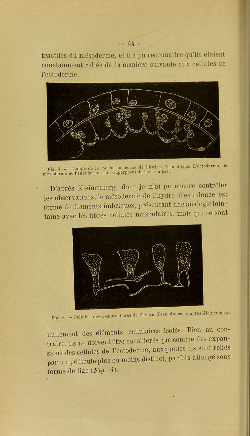 constamment reliés de la manière suivante aux cellules de l'ectoderme. ■ Fin 3 ~ Coupe de la poche ou corps de l'hydre d'eau douce. L'ectoderme, le mésoderme et l'eadoderme sont superposés de han ea bas. D'après KleinenLerg, dont je n'ai pu encore contrôler les observations, le mésoderme de Thydre d'eau douce est formé de filaments imbriqués, présentant une analogie loin- taine avec les fibres cellules musculaires, mais qui ne sont pUj. - Cellules névro-musculaires de l'hydre d'eau douce, d'après Kleinenberg. nullement des éléments cellulaires isolés. Bien au con- traire ils ne doivent être considérés que comme des expan- sions des cellules de l'ectoderme, auxquelles ils sont rebés par un pédicule plus ou moins distinct, parfois allongé sous forme de tige [Fig. 4).