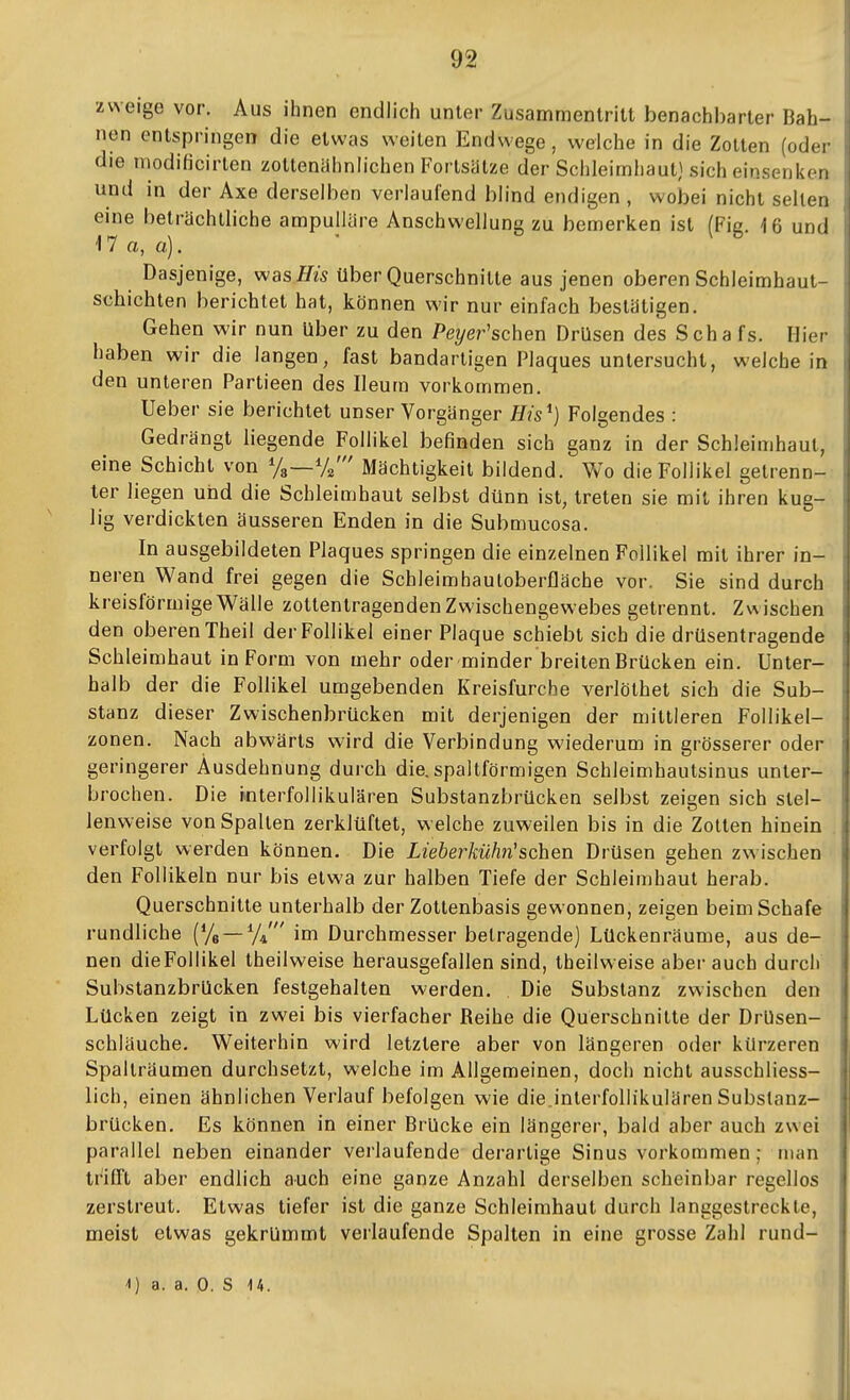 zweige vor. Aus ihnen endlich unter Zusammenlritt benachbarter Bah- nen entspringen die etwas weiten Endwege, welche in die Zotten (oder die niodihcirten zottenUhnh'chen Fortsätze der Schleimhaut} sich einseniien und in der Axe derselben verlaufend blind endigen , wobei nicht selten eine beträchtliche ampulläre Anschwellung zu bemerken ist (Fig. 16 und 17 a, a). Dasjenige, was über Querschnitte aus jenen oberen Schleimhaut- schichten berichtet hat, können wir nur einfach bestätigen. Gehen wir nun über zu den Peyer'schen Drüsen des Scha fs. Hier haben wir die langen, fast bandartigen Plaques untersucht, weichein den unteren Partieen des Ileum vorkommen. Ueber sie berichtet unser Vorgänger His^) Folgendes : Gedrängt liegende Follikel befinden sich ganz in der Schleimhaut, eine Schicht von Mächtigkeil bildend. Wo die Follikel getrenn- ter liegen und die Schleimhaut selbst dünn ist, treten sie mit ihren kug- lig verdickten äusseren Enden in die Submucosa. In ausgebildeten Plaques springen die einzelnen Follikel mit ihrer in- neren Wand frei gegen die Schleimhautoberfläche vor. Sie sind durch kreisförmige Wälle zoltentragenden Zwischengewebes getrennt. Zwischen den oberen Theil der Follikel einer Plaque schiebt sich die drUsentragende Schleimhaut in Form von mehr oder minder breiten Brücken ein. Unter- halb der die Follikel umgebenden Kreisfurche verlöthet sich die Sub- stanz dieser Zwischenbrücken mit derjenigen der mittleren Follikel- zonen. Nach abwärts wird die Verbindung wiederum in grösserer oder geringerer Ausdehnung durch die. spaltförmigen Schleimhautsinus unter- brochen. Die i*nterfollikulären Substanzbrücken selbst zeigen sich stel- lenweise von Spalten zerklüftet, welche zuweilen bis in die Zotten hinein verfolgt werden können. Die Lieberkühn'sehen Drüsen gehen zwischen den Follikeln nur bis etwa zur halben Tiefe der Schleimhaut herab. Querschnitte unterhalb der Zotlenbasis gewonnen, zeigen beim Schafe rundliche {% — %' im Durchmesser betragende) Lückenräume, aus de- nen dieFollikel theilweise herausgefallen sind, theilweise aber auch durch Substanzbrücken festgehalten werden. Die Substanz zwischen den Lücken zeigt in zwei bis vierfacher Reihe die Querschnitte der DrUsen- schläuche. Weiterhin wird letztere aber von längeren oder kürzeren Spalträumen durchsetzt, welche im Allgemeinen, doch nicht ausschliess- lich, einen ähnlichen Verlauf befolgen wie die.interfollikulären Subslanz- brücken. Es können in einer Brücke ein längerer, bald aber auch zwei parallel neben einander verlaufende derartige Sinus vorkommen; man trifft aber endlich auch eine ganze Anzahl derselben scheinbar regellos zerstreut. Etwas tiefer ist die ganze Schleimhaut durch langgestreckte, meist etwas gekrümmt verlaufende Spalten in eine grosse Zahl rund-