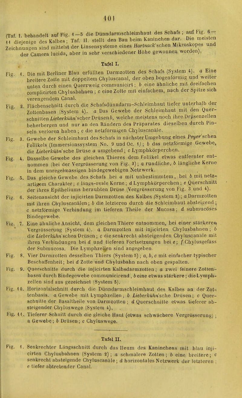 401 (Taf I bebandelt auf Fig. 1-5 die Dünndarmschleimhaut des Schafs; auf Ing. 6- 1 diejenige des Kalbes; Taf. II. stellt den Bau beim Kaninchen dar. Die meisten Zeichnungen sind mittelst der Linsensysteme eines HarlnaclCscheu Mikroskopes und der^Camera lucida, aber in sehr verschiedener Höhe gewonnen worden). Fig. 1. •ig. 2. Tafel I. Die mit Berliner Blau erfüllten Darmzotten des Schafs (System 4). o Eine breitere Zotte mit doppeltem Chyluscanal, der oben bogenförmig und weiter unten durch einen Querzweig communicirt; b eine ähnliche mit dreifachen complicirten Ghylusbahnen ; c eine Zotte mit einfachem, nach der Spitze sich verengendem Canal. Fiächenschnitt durch die Schafsdünndarra-Schlelmhaut tiefer unterhalb der Zottenbasen (System 4). a Das Gewebe der Schleimhaut mit den Quer- schnillenljeöerftM/in'scherDrüsenö, welche meistens noch ihreDrüsenzellen beherbergen und nur an den Rändern des Präparates dieselben durch Pin- seln verloren haben ; c die netzförmigen Chyluscanäle. Fig. 3. Gewebe der Schleimhaut des Schafs in nächster Umgebung eines Pei/er'schen Follikels (Immersionssystem No. 9 und Oc. i;; b das netzförmige Gewebe, die Lieberkühn:sehe Drüse a umgebend; c Lymphkörperchen. Fig. 4. Dasselbe Gewebe des gleichen Thieres dem Follikel etwas entfernter ent- nommen (bei der Vergrösserung von Fig. 3); a rundliche, b längliche Kerne in dem unregelmässigen bindegewebigen Netzwerk. Flg. 5. Das gleiche Gewebe des Schafs bei a mit unbestimmtem, bei b mit netz- artigem Charakler; c längs-ovale Kerne ; d Lymphkörperchen ; e Querschnitt der ihres Epitheliums beraubten Drüse (Vergrösserung von Flg. 3 und 4). Fig. 6. Seitenansicht der Injiclrten Darmzotlen des Kalbes fSystem ä); a Darmzotten mit ihren Gbyluscanälen; b die letzleren durch die Schleimhaut absteigend ; c netzförmige Verbindung im tieferen Theile der Mucosa; d submucöses Bindegewebe. Fit;. 7. Eine ähnliche Ansicht, dem gleichen Thiere entnommen, hei einer stärkeren! Vergrösserung (System 4). o Darmzolten mit injiclrten Ghylusbahnen; b die Lieberkühn'sehen Drüsen; c die senkrecht absteigenden Ghyluscanäle mit ihren Verbindungen bei d und tieferen Fortsetzungen beie; /■ Chylusgefäss der Subraucosa. Die Lymphzellen sind angegeben. Flg. 8. Vier Darmzotten desselben Thiers (System 5); a,b, c mit einfacher typischer Beschaffenheit; bei d Zotte und Chylusbahn nach oben gespalten. Fig. 9. Querschnitte durch die injiclrten Kalbsdarmzotten; a zwei feinere Zotten- basen durch Bindegewebe communicirend , öeine etwas stärkere; die Lymph- zellen sind aus gezeichnet (System 5). Fig. 10. Horizonlalschnltt durch die Dünndarmschleimhaut des Kalbes an der Zot- tenbasis, a Gewebe mit Lymphzellen ; b Lieberkühn'sche Drüsen ; c Quer- schnitte der Basalthelle von Darmzotten ; d Querschnitte etwas tieferer ab- steigender Chyluswegc (System 4), Fig. iL Tieferer Schnitt durch die gleiche Haut (etwas schwächere Vergrösserung) ; a Gewebe; b Drüsen; c Chyluswege. Tafel n. Fig. 1. Senkrechter Längsschnitt durch das Ileum des Kaninchens mit blau inji- cirten Ghylusbahnen (System 2); o .schmälere Zotten; 6 eine breitere; c senkrecht absteigende Chyluscanäle; d horizontales Netzwerk der letzteren ; e tiefer abtretender Canal.