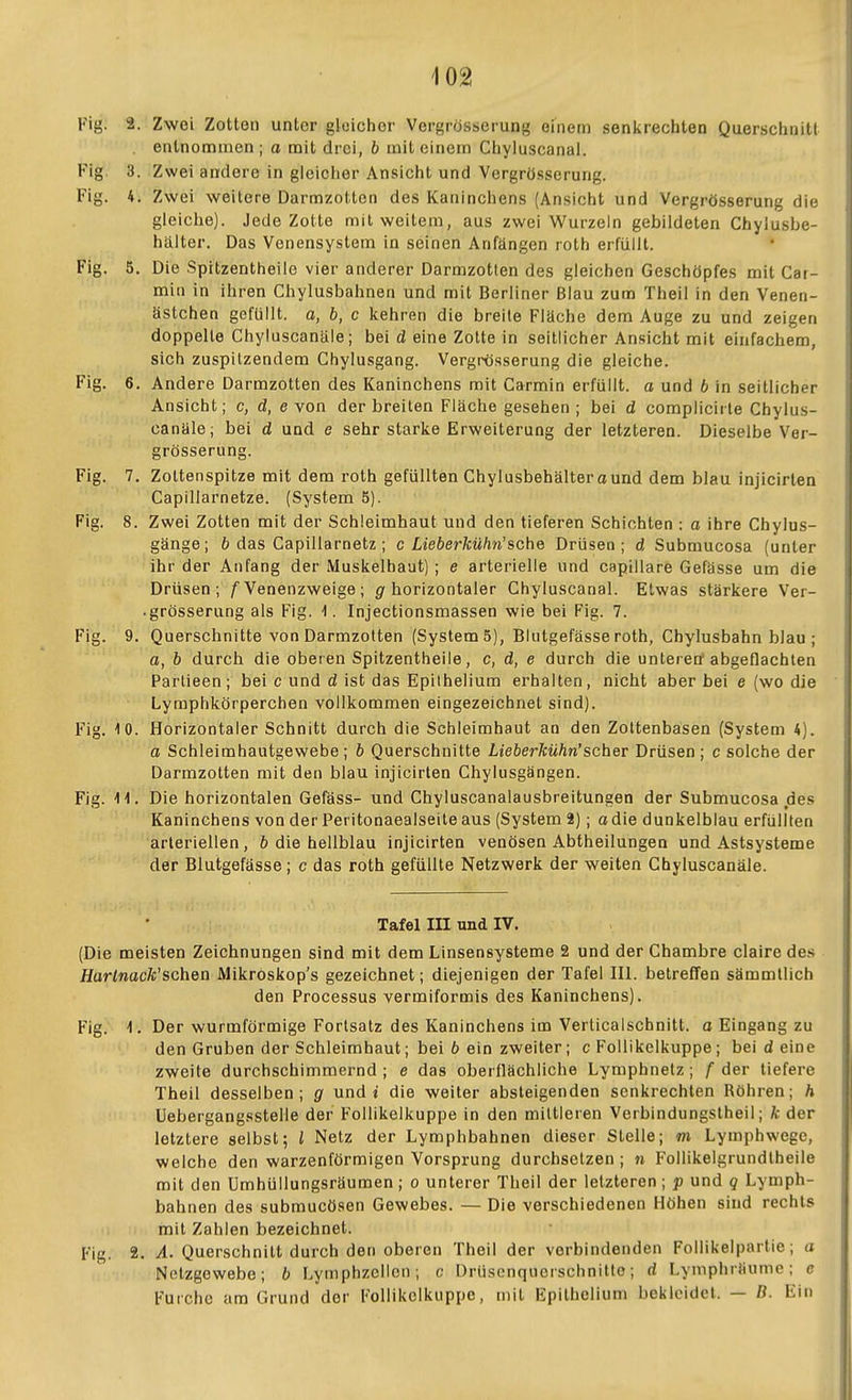 Fig. 2. Zwei Zotten unter gleicher Vergrösserung einem senkrechten Querschnitt . entnommen ; a mit drei, b mit einem Chyluscanal. Fig 3. Zwei andere in gleicher Ansicht und Vergrösserung. Fig. 4. Zwei weitere Darmzotten des Kaninchens (Ansicht und Vergrösserung die gleiche). Jede Zotte mit weitem, aus zwei Wurzeln gebildeten Chyiusbe- hälter. Das Venensystem in seinen Anfängen roth erfüllt. Fig. 5. Die Spitzentheile vier anderer Darmzotlen des gleichen Geschöpfes mit Cat- min in ihren Chylusbahnen und mit Berliner Blau zum Theil in den Venen- ästchen gefüllt. 0, b, c kehren die breite Fläche dem Auge zu und zeigen doppelle Chyluscanäle; bei d eine Zotte in seitlicher Ansicht mit einfachem, sich zuspitzendem Chylusgang. Vergrösserung die gleiche. Fig. 6. Andere Darmzotten des Kaninchens mit Carmin erfüllt, a und b in seitlicher Ansicht; c, d, e von der breiten Fläche gesehen ; bei d complicirle Chylus- canäle; bei d und e sehr starke Erweiterung der letzteren. Dieselbe Ver- grösserung. Fig. 7. Zoltenspitze mit dem roth gefüllten Chylusbehälter ound dem blau injicirten Capillarnetze. (System 5). Fig. 8. Zwei Zotten mit der Schleimhaut und den tieferen Schichten : a ihre Chylus- gänge; ö das Capillarnetz ; c Lieberkühn'sehe Drüsen; d Submucosa (unter ihr der Anfang der Muskelbaut) ; e arterielle und capillare Gefässe um die Drüsen; / Venenzweige; horizontaler Chyluscanal. Etwas stärkere Ver- .grösserung als Fig. 1. Injectionsmassen wie bei Fig. 7. Fig. 9. Querschnitte von Darmzotten (Systems), Blutgefässe roth, Chylusbahn blau ; a, b durch die oberen Spitzentheile, c, d, e durch die unteren abgeflachten Parlieen; bei c und d ist das Epilhelium erhalten, nicht aber bei e (wo die Lyraphkörperchen vollkommen eingezeichnet sind). Fig. 10. Horizontaler Schnitt durch die Schleimhaut an den Zottenbasen (System 4). a Schleimhautgewebe ; b Querschnitte Lieberkühn'scher Drüsen ; c solche der Darmzotten mit den blau injicirten Chylusgängen. Fig. 11. Die horizontalen Gefäss- und Chyluscanalausbreitungen der Submucosa des Kaninchens von der Pei itonaealseite aus (System 2); adie dunkelblau erfüllten arteriellen, 6 die hellblau injicirten venösen Abtheilungen und Astsysteme der Blutgefässe; c das roth gefüllte Netzwerk der weiten Chyluscanäle. Tafel III und IV. (Die meisten Zeichnungen sind mit dem Linsensysteme 2 und der Chambre clairedes //artoac/c'schen Mikroskop's gezeichnet; diejenigen der Tafel III. betreffen sämmllich den Processus vermiformis des Kaninchens). Fig. 1. Der wurmförmige Fortsatz des Kaninchens im Verticalschnitt. o Eingang zu den Gruben der Schleimhaut; bei b ein zweiter; c Follikelkuppe; bei d eine zweite durchschimmernd ; e das oberflächliche Lymphnetz ; f der tiefere Theil desselben; g und i die weiter absteigenden senkrechten Röhren; h Uebergangsstelle der Follikelkuppe in den mittleren Verbindungstheil; k der letztere selbst; l Netz der Lymphbahnen dieser Stelle; m Lymphwege, welche den warzenförmigen Vorsprung durchsetzen ; ji Follikelgrundtheile mit den Umhüllungsräumen; o unterer Theil der letzteren; p und q Lymph- bahnen des submucösen Gewebes. — Die verschiedenen Höhen sind rechts mit Zahlen bezeichnet. Fig. 2. A. Querschnitt durch den oberen Theil der verbindenden Follikelpartie; a Netzgewebe; b Lymphzcllon; c Drüscnqucrschnitto; d Lyniphrfiumc; e Furche am Grund der Follikelkuppe, mit Epithelium bekleidet. — ß. Ein