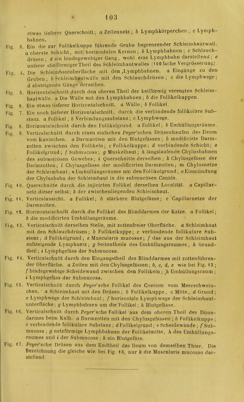 elwas tieferer Querschnitt; o Zeiiennetz; b Lymphkörperchen ; c Lymph- bahnen. Fig. 3. Ein die zur Follikeiliuppe führende Grube begrenzender Schleimhautwall, o oberste Schicht, mif horizontalen Kerrien; Lymphbahnen ; c Schlauch- drüsen ; d ein bindegewebiger Gang, wohl eine Lymphbahn darstellend; e unterei'stielförmigerTheil des Schleimhaulwalles (100 fache Vergrösserung). Fi. 4. Die Schleimhautoberflüche mit den ^Lymphbahnen. o Eingänge zu den * Gruben; 6 Schleimhautwäile mit den Schlauchdrüsen; c die Lymphwege; d absteigende Gänge derselben. Fig. 5. Horizontalschnitt durch den oberen Theil der keilförmig verengten Schleim- hautwälle, a Die Wälle mit den Lymphbahnen; b die Follikelkuppen. Fig. 6. Ein etwas tieferer Horizontalschnitt, a Wälle; b Follikel. Fig. 7. Ein noch tieferer Horizontalschnitt, durch die verbindende follikuläre Sub- stanz, a Follikel ; b Verbindungssubstanz; c Lymphwege. Fig. 8. Horizonlalschnitt durch den Follikelgrund. a Follikel; ö Umhüllungsräume. Flg. 9. Verticalschnitt durch einen einfachen Pej/er'schen Drüsenhaufen des Ileiim vom Kaninchen, o Darmzotten mit den Blutgefässen; b modificirte Darm- zotten zwischen den Follikeln; c FoHikelkuppe; d verbindende Schicht; e Follikelgrund; /Submucosa; Muskelhaut; A längslaufende Chylusbahnen des subraucösen Gewebes; i Querschnitte derselben ; Ä Chylusgefässe der Darmzotten; l Chylusgefässe der modificirten Darmzolten; m Chylusnetze der Schleimhaut; n ümhüllungsräume um den Follikelgrund ; oEinmündung der Cbylusbahn der Schleimhaut in die submucösen Canäle. Fig. 10. Querschnitte durch die injicirten Follikel derselben Localität. o Capillar- netz dieser selbst; b der zwischenliegenden Schleimhaut. Fig. H. Verticalansicht. o Follikel; b stärkere Blutgefässe; c Capillarnetze der Darmzotten. Fig. 12. Horizontalschnitt durch die Follikel des Blinddarmes der Katze, a Follikel; b die modificirten Umhüllungsräume. Fig. 13. Verticalschnitt derselben Stelle, mit zottenfreier Oberfläche, o Schleimhaut mit den Schlauchdrüsen; b FoHikelkuppe; c verbindende follikuläre Sub- stanz; d Follikelgrund; e Muscularis mucosae; /das aus der Schleimhaut aufsteigende Lymphnetz; gr Seitentheile des Umhüllungsraumes, h Grund- Iheil; t Lymphgefäss der Submucosa. Fig. H. Verticalschnitt durch den Eingangstheil des Blinddarmes mit zoltenführen- der Oberfläche, a Zotten mit den Chylusgefässen; b, c, d, e wie bei Fig. 13 ; /bindegewebige Scheidewand zwischen den Follikeln ; UmbüUungsraum ; t Lymphgefäss der Submucosa. Fig. 15. Verticalschnitt durch Peyer'sche Follikel des Coecura vom Meerschwein- chen. a Schleimhaut mit den Drüsen ; b FoHikelkuppe, c Milte, d Grund: e Lymphwege der Schleimhaut; /'horizontale Lympbwege der Schleimhaut- unterfläche; g Lymphbahnen um die'Follikel; ä Blutgefässe. Fig. 16. Verticalschnitt durch Peyer'sche Follikel aus dem oberen Theil des Dünn- darraes beim Kalb, o Darmzotten mit den Chylusgefässen ; b FoHikelkuppe; c verbindende follikuläre Substanz; d Follikelgrund ; e Scheidewände ; /Sub- mucosa ; g netzförmige Lymphbahnen der Follikelmitte, h des Umhüllungs- raumes und t der Submucosa ; k ein Blutgefäss. Fig. 17. Peyer'sche Drüsen aus dem Endtheil des Ileum von demselben Thier. Die Bezeichnung die gleiche wie bei Fig. 16, nur k die Muscularis mucosae dar- stellend.