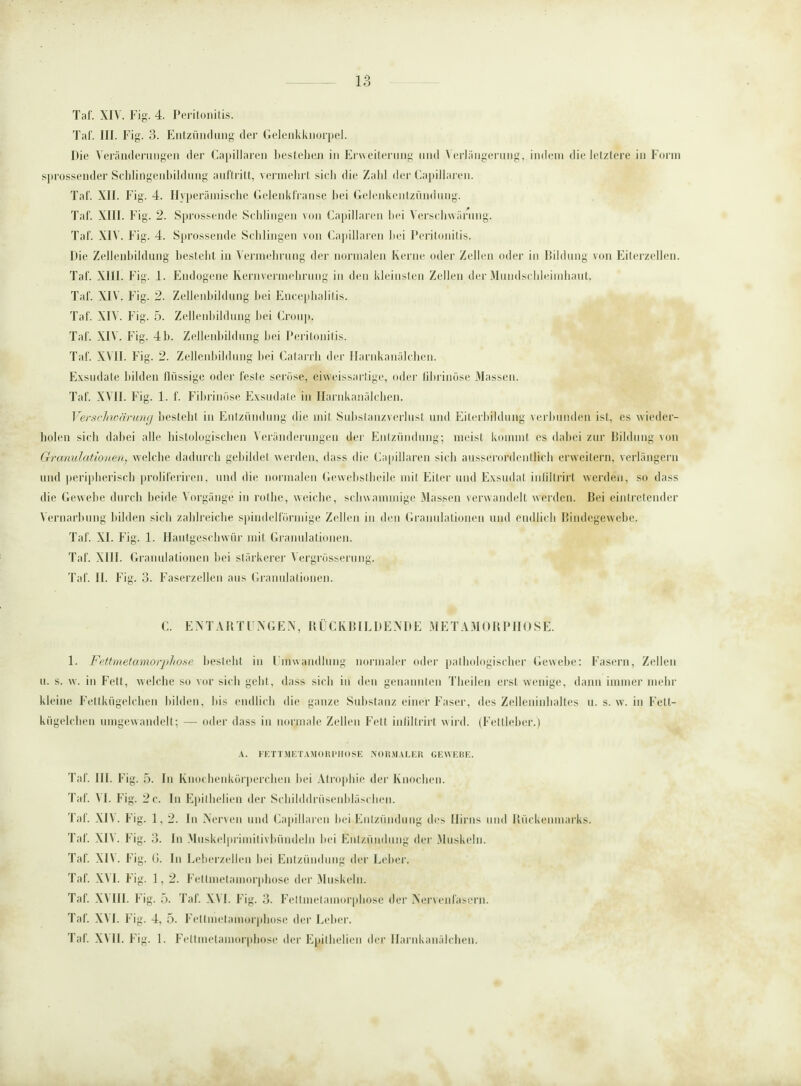 Taf. XIV. Fig. 4. Peritonitis. Tal'. III. Fig. 3. Entzündung der Gelenkknorpel. Die Veränderungen der Capillaren bestehen in Erweiterung und Verlängerung,, indem die letztere in Form sprossender Schlingenbildung auftritt, vermehrt sich die Zahl der Capillaren. Taf. XII. Fig. 4. Hyperäinische Gelenkfranse hei Gelenkentzündung. Taf. XIII. Fig. 2. Sprossende Schlingen von Capillaren bei Verschwärung. Taf. XIV. Fig. 4. Sprossende Schlingen von Capillaren hei Peritonitis. Die Zellenbildung besteht in Vermehrung der normalen Kerne oder Zellen oder in Bildung von Eiterzellen. Taf. XIII. Fig. 1. Endogene Kernvermehrung in den kleinsten Zellen der Mundschleimhaut. Taf. XIV. F ig- 2- Zellenbildung bei Encephalitis. Taf. XIV. Fig. 5. Zellenbildung bei Croup. Taf. XIV. Fig. 4 b. Zellenbildung bei Peritonitis. Taf. XVII. Fig. 2. Zellenbildung bei Catarrh der Harnkanälchen. Exsudate bilden flüssige oder feste seröse, eiweissartige, oder fibrinöse Massen. Taf. XVII. Fig. 1. f. Fibrinöse Exsudate in Harnkanälchen. Verschwärung bestellt in Entzündung die mit Substanzverlust und Eiterbildung verbunden ist, es wieder¬ holen sich dabei alle histologischen Veränderungen der Entzündung; meist kommt es dabei zur Bildung von Granulationen, welche dadurch gebildet werden, dass die Capillaren sich ausserordentlich erweitern, verlängern und peripherisch proliferiren, und die normalen Gewebstheile mit Eiter und Exsudat infiltrirt werden, so dass die Gewebe durch beide Vorgänge in rothe, weiche, schwammige Massen verwandelt werden. Bei eintretender Vernarbung bilden sich zahlreiche spindelförmige Zellen in den Granulationen und endlich Bindegewebe. Taf. XI. Fig. 1. Hautgeschwür mit Granulationen. Taf. XIII. Granulationen bei stärkerer Vergrösserung. Taf. II. Fig. 3. Faserzellen aus Granulationen. C. ENTARTUNGEN, RÜCKBILDENDE METAMORPHOSE. 1. Fettmetamorphose besteht in Umwandlung normaler oder pathologischer Gewebe: Fasern, Zellen u. s. w. in Fett, welche so vor sich geht, dass sich in den genannten Theilen erst wenige, dann immer mehr kleine Fettkügelchen bilden, bis endlich die ganze Substanz einer Faser, des Zelleninhaltes u. s. w. in Fett¬ kügelchen umgewandelt; — oder dass in normale Zellen Fett infiltrirt wird. (Fettleber.) A. FETTMETAMORPHOSE NORMALER GEWEBE. Taf. III. Fig. 5. In Knochenkörperchen bei Atrophie der Knochen. Tat. VI. F ig. 2 c. In Epithelien der Schilddrüsenbläschen. Taf. XIV. Fig. 1, 2. In Nerven und Capillaren bei Entzündung des Hirns und Rückenmarks. Taf. Xl\. Fig. 3. ln Muskelprimilivbi'indeln bei Entzündung der Muskeln. Taf. XIV. Fig. G. ln Leberzellen bei Entzündung der Leber. Taf. X\ I. Fig. 1,2. Fettmetamorphose der Muskeln. Taf. XVIII. Fig. 5. Taf. X\I. Fig. 3. Feltmetamorphose der Nervenfasern. Taf. X\ I. Fig. 4, 5. Fettmetamorphose der Leber. Taf. XVII. Fig. 1. Fettmetamorphose der Epithelien der Harnkanälchen.