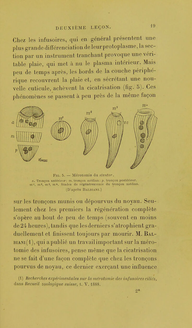 Chez les infusoires, qui en général présentent une plus grande différenciation de leurprotoplasme, la sec- tion par un instrument tranchant provoque une véri- table plaie, qui met à nu le plasma intérieur. Mais peu de temps après, les bords de la couche périphé- rique recouvrent la plaie et, en sécrétant une nou- velle cuticule, achèvent la cicatrisation (fig. 5). Ces phénomènes se passent à peu près de la même façon FiG. 5. — Mérotomie du stentor, a. Tronçon antérieur: m. tronçon médian: jj. tronçon postérieur, ml. m-, m3, 711*. Stades do régénérescence du tronçon médian. (D'après Balbiani.) sur les tronçons munis ou dépourvus du noyau. Seu- lement chez les premiers la régénération complète s'opère au bout de peu de temps (souvent en moins de 24 heures), tandis que les derniers s'atrophient gra- duellement et finissent toujours par mourir. M. Bal- BiANi(l), qui apublié un travail important sur la méro- tomie des infusoires, pense même que la cicatrisation ne se fait d'une façon complète que chez les tronçons pourvus de noyau, ce dernier exerçant une influence (1) Recherches expériinenlales sur la méroLomi': des infusoires ciliés, dans Recueil zoolor/ique suisse, t. V. 1888. 2*