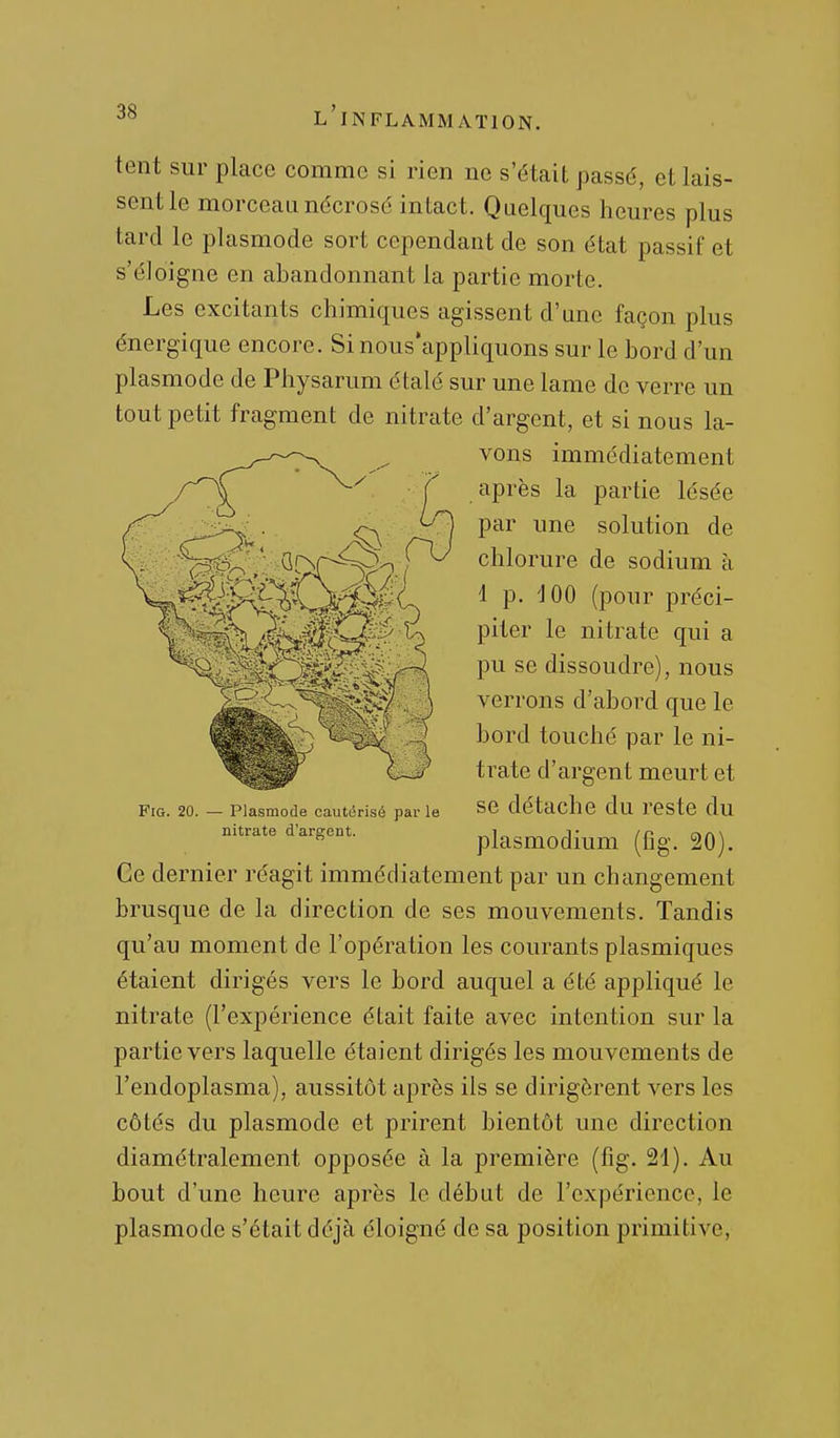 tent sur place comme si rien ne s'était passé, et lais- sent le morceau nécrosé intact. Quelques heures plus tard le plasmode sort cependant de son état passif et s'é]oigne en abandonnant la partie morte. Les excitants chimiques agissent d'une façon plus énergique encore. Sinous'appliquons sur le bord d'un plasmode de Physarum étalé sur une lame de verre un tout petit fragment de nitrate d'argent, et si nous la- vons immédiatement après la partie lésée par une solution de chlorure de sodium à 1 p. 'JOO (pour préci- piter le nitrate qui a pu se dissoudre), nous verrons d'abord que le bord touché par le ni- trate d'argent meurt et Fig. 20. — Plasmoue cautérisé parle SC détachc du restC du nitrate d'areent. „i j- /n n^rw plasmodmm (fig. 20). Ce dernier réagit immédiatement par un changement brusque de la direction de ses mouvements. Tandis qu'au moment de l'opération les courants plasmiques étaient dirigés vers le bord auquel a été appliqué le nitrate (l'expérience était faite avec intention sur la partie vers laquelle étaient dirigés les mouvements de l'endoplasma), aussitôt après ils se dirigèrent vers les côtés du plasmode et prirent bientôt une direction diamétralement opposée à la première (fig. 21). Au bout d'une heure après le début de l'expérience, le plasmode s'était déjà éloigné de sa position primitive.