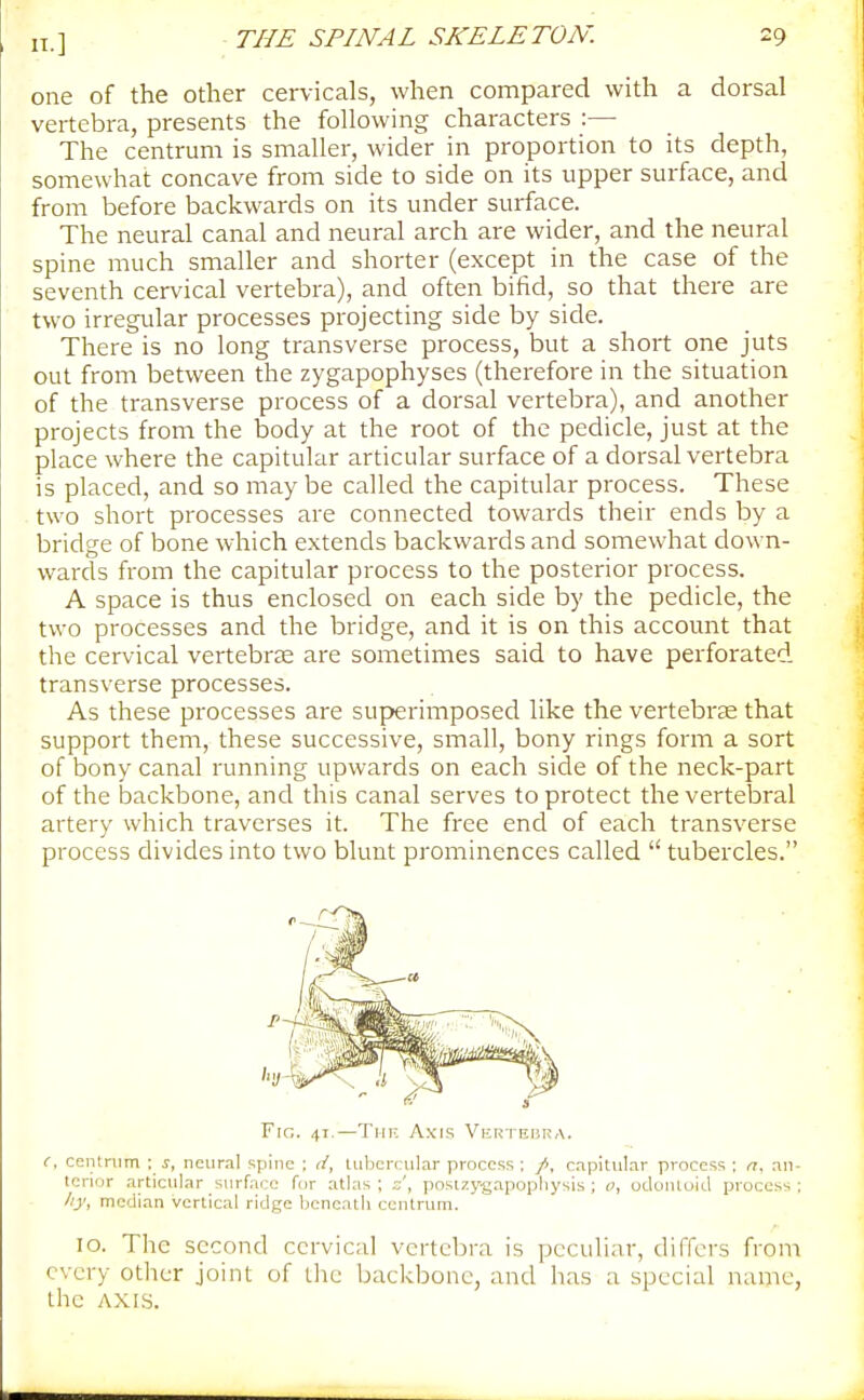 one of the other cervicals, when compared with a dorsal vertebra, presents the following characters :— The centrum is smaller, wider in proportion to its depth, somewhat concave from side to side on its upper surface, and from before backwards on its under surface. The neural canal and neural arch are wider, and the neural spine much smaller and shorter (except in the case of the seventh cervical vertebra), and often bifid, so that there are two irregular processes projecting side by side. There is no long transverse process, but a short one juts out from between the zygapophyses (therefore in the situation of the transverse process of a dorsal vertebra), and another projects from the body at the root of the pedicle, just at the place where the capitular articular surface of a dorsal vertebra is placed, and so may be called the capitular process. These two short processes are connected towards their ends by a bridge of bone which extends backwards and somewhat down- wards from the capitular process to the posterior process. A space is thus enclosed on each side by the pedicle, the two processes and the bridge, and it is on this account that the cervical vertebrje are sometimes said to have perforated transverse processes. As these processes are superimposed like the vertebree that support them, these successive, small, bony rings form a sort of bony canal running upwards on each side of the neck-part of the backbone, and this canal serves to protect the vertebral artery which traverses it. The free end of each transverse process divides into two blunt prominences called  tubercles. Fig. 41.—Tiir. Axis VKRTErjKA. c, ceiitnim ; s, neural spine ; d, tubercular process ; capitular process ; n, an- terior articular surface for atlas; z', postzy-gapophysis ; 0, odontoid process; liy, median vertical ridge bcneatli centrum. 10. The second ccrvic;d vertebra is iJcculiar, differs from every other joint of the backbone, and has a special name, the AXIS.