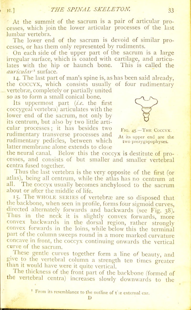 At the summit of the sacrum is a pair of articular pro- cesses, which join the lower articular processes of the last lumbar vertebra. The lower end of the sacrum is devoid of similar pro- cesses, or has them only represented by rudiments. On each side of the upper part of the sacrum is a large irregular surface, which is coated with cartilage, and articu- lates with the hip or haunch bone. This is called the auricular'- surface. 14. The last part of man's spine is, as has been said already, the COCCYX, which consists usually of four rudimentary vertebrae, completely or partially united so as to form a small conical bone. Its uppermost part i^i.e. the first coccygeal vertebra) articulates with the lower end of the sacrum, not only by its centrum, but also by two little arti- cular processes; it has besides two pj^. rudimentary transverse processes and -^^^ „pp^^ rudnnentary pedicles, between \\ hich two piezygapophyses. latter membrane alone extends to close the neural canal. Below this the coccyx is destitute of pro- cesses, and consists of but smaller and smaller vertebral centra fused together. Thus the last vertebra is the very opposite of the first (or atlas), being all centrum, while the atlas has no centrum at all. The coccyx usually becomes anchyloscd to the sacrum about or after the middle of life. 15. The WHOLE SERIES of vertebras are so disposed that the backbone, when seen in profile, forms four sigmoid curves, dii-ected alternately forwards and backwards (see Fig. 38). Thus in the neck it is slightly convex forwards, more convex backwards in the dorsal region, rather strongly convex forwards in the loins, while below this the terminal part of the column sweeps round in a more marked curvature concave in front, the coccyx continuing onwards the vertical curve of the sacrum. These gentle curves together form a line of beauty, and give to the vertebral column a strength ten times greater than it would have were it quite vertical. The thickness of the front jjart of the backbone (formed of the vertebral centra) increases slowly downwards to the ' From ils resemblance to the oullinc of t';c external car. D