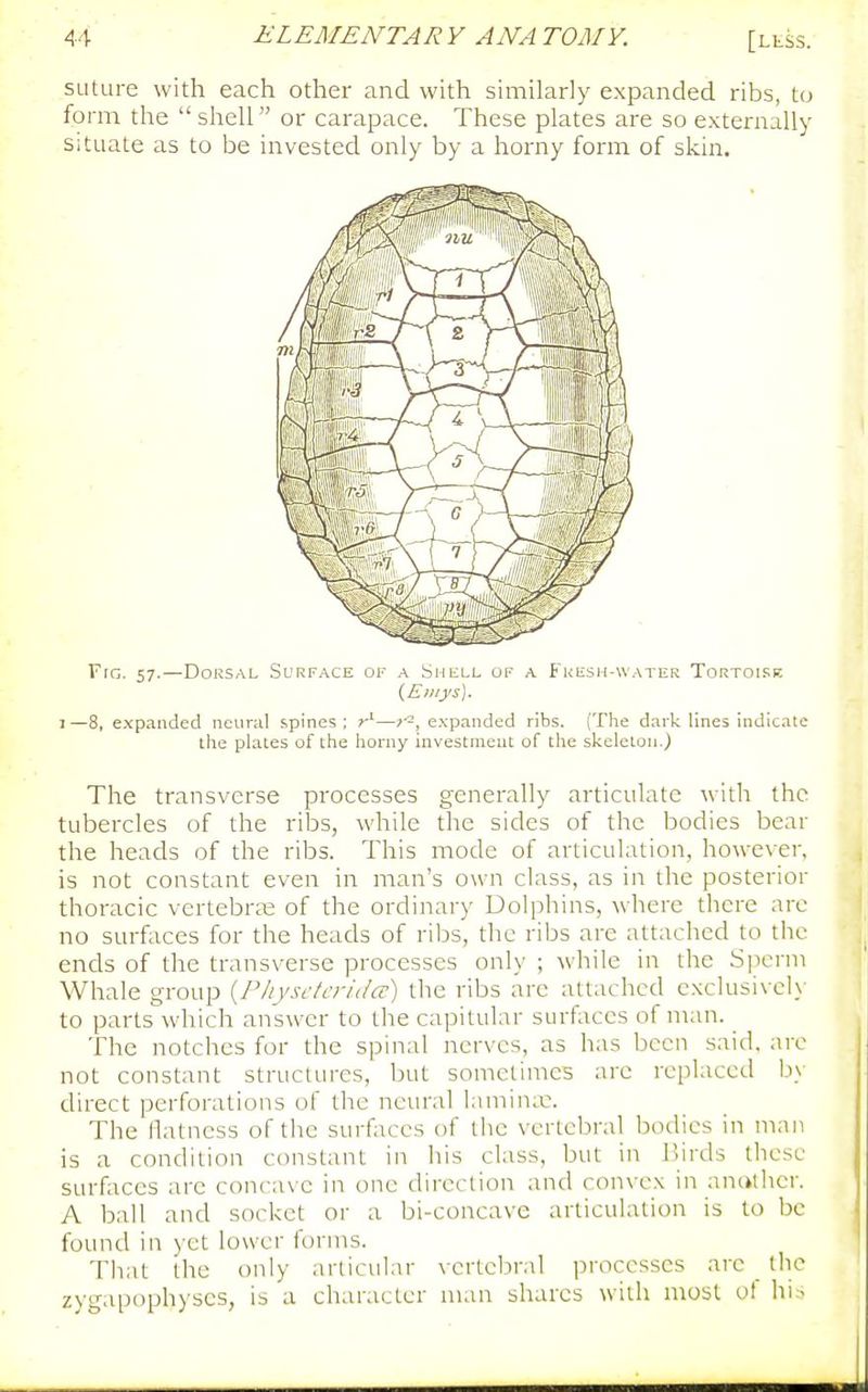 suture with each other and with similarly expanded ribs, to form the shell or carapace. These plates are so externally situate as to be invested only by a horny form of skin. Fig. 57.—Dorsal Surface of a Shell of a Fkesh-water Tortoise {Eiiiys). I—8, expanded neural spines: —expanded ribs. (The dark lines indicate the plates of the horny mvestmeut of the skeleton.) The transverse processes generally articulate with the tubercles of the ribs, while the sides of the bodies bear the heads of the ribs. This mode of articulation, howex'er, is not constant even in man's own class, as in the posterior thoracic vertebra; of the ordinary Dolphins, where there arc no surfaces for the heads of ribs, the ribs are attached to the ends of the transverse processes only ; while in the Sperm Whale group {P/iysf/crida) the ribs are attached cxclusivcK' to parts which answer to the capitular surfaces of man. The notches for the spinal nerves, as has been said, arc not constant structures, but sometimes are replaced by direct perforations of the neural lamina:. The llatncss of the surfaces of the vertebral boilics in man is a condition constant in his class, but in i>irds these surfaces are concave in one direction and convex in ant^lher. A ball and socket or a bi-concave articuhition is to be found in yet lower ftjrins. Tliat the only arliculnr vcrtcliral processes arc the zvgapophyses, is a character man shares with most ol hi.-