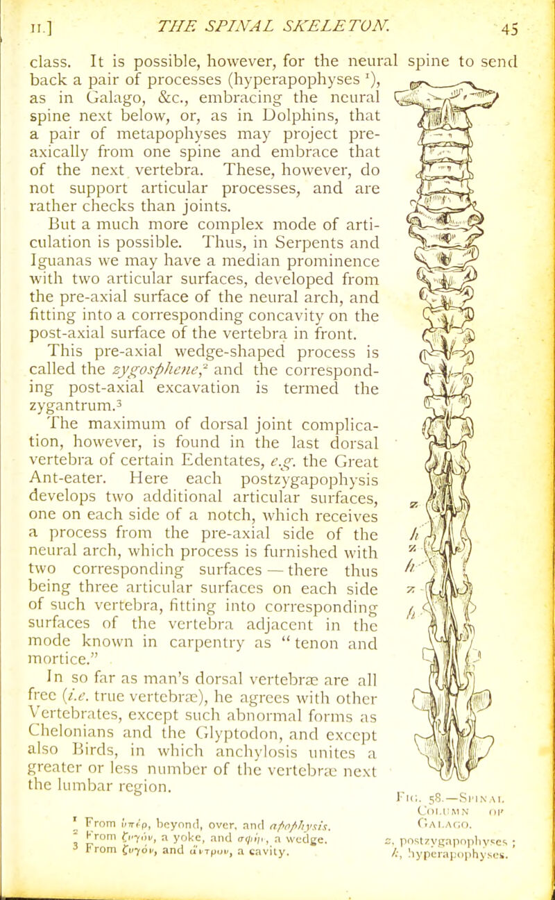 class. It is possible, however, for the neural spine to send back a pair of processes (hyperapophyses as in Galago, &c., embracing the neural spine next below, or, as in Dolphins, that a pair of metapophyses may project pre- axically from one spine and embrace that of the next vertebra. These, however, do not support articular processes, and are rather checks than joints. But a much more complex mode of arti- culation is possible. Thus, in Serpents and Iguanas we may have a median prominence with two articular surfaces, developed from the pre-axial surface of the neural arch, and fitting into a corresponding concavity on the post-axial surface of the vertebra in front. This pre-axial wedge-shaped process is called the zygosphcne,- and the correspond- ing post-axial excavation is termed the zygantrum.3 The maximum of dorsal joint complica- tion, however, is found in the last dorsal vertebra of certain Edentates, e.g. the Great Ant-eater. Here each postzygapophysis develops two additional articular surfaces, one on each side of a notch, which receives a process from the pre-axial side of the neural arch, which process is furnished with two corresponding surfaces — there thus being three articular surfaces on each side of such vertebra, fitting into corresponding surfaces of the vertebra adjacent in the mode known in carpentry as  tenon and mortice. In so far as man's dorsal vertebr£e are all free {i.e. true vertebra;), he agrees with other Vertebrates, except such abnormal forms as Chelonians and the Glyptodon, and except also Birds, in which anchylosis unites a greater or less number of the vertebrte next the lumbar region. Fic From i'/ir<-V, beyond, over, ,nnd nfio/'hysis. ^ Krom fi'7.ji/, a yoke, and tr(/.i),, a wedge. From fi/701', and ui.Tpui', a caviiy. Column C'tAi.Ac;o Si'IN.' postzygapopliysc hyperapophyses.