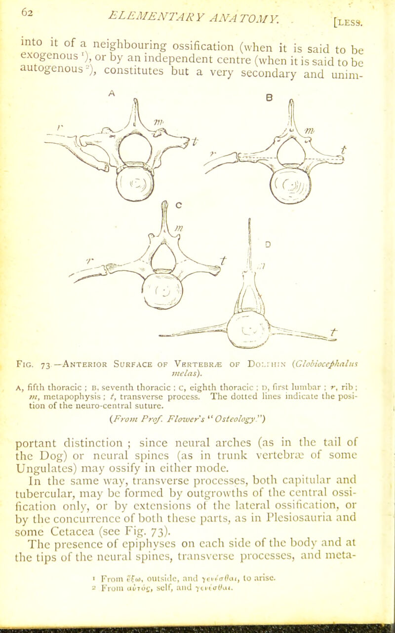 [less. mto It of a neighbouring ossification (when it is said to be exogenous or by an independent centre (when it is said to be autogenous =), constitutes but a very secondary and unim- Fig. 73—Anterior Surface of VaRTEBRyE of Do:-:ii!n (Glolnoccphnlin jtreias). A, fifth thoracic ; B, seventh thoracic ; c, eighth thoracic : n, fir^i lumbar ; r, rib; /«, metapophysis ; /, transverse process. The dotted lines indicate the posi- tion of the neuro-central suture. (From Prof. Flower's  Osicoiog'y ) portant distinction ; since neural arches (as in the tail of the Dog) or neural spines (as in trunk vcrtcbrtu of some Ungulates) may ossify in either mode. In the same way, transverse processes, both capitular and tubercular, may be formed by outgrowths of the central ossi- fication only, or by extensions of the lateral ossification, or by the concurrence of both these parts, as in Plesiosauria and some Cetacea (sec Fig. 73). The presence of epiphyses on each side of the body and at the tips of the neural spines, transverse processes, and mcta- ' From ('fio, outside, and iti h(t((ui, to arise. 2 Froni ciL'Tu*,', self, and ■jLitaWut.