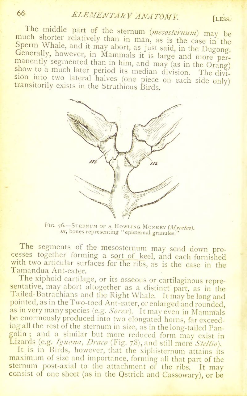 The middle part of the sternum {mesostcrnum) may be much shorter relatively than in man, as is the case in' the bperm Whale, and it may abort, as just said, in the Du-on- Genera ly, however, in Mammals it is large and more per- manently segmented than in him, and may (as in the Orano-) show to a much later period its median division. The divi- sion into two lateral halves (one piece on each side only) transitorily exists in the htruthious Birds. The segments of the mesosternum may send down pro- cesses together forming a sort of keel, and each furnished with two articular surfaces for the ribs, as is the case in the Tamandua Ant-eater. The xiphoid cartilage, or its osseous or cartilaoinoiis repre- sentative, may abort altogether as a distinct paVt, as in the Tailcd-Batrachians and the Right Whale. It maybe long and pointed, as in the Two-toed Ant-eater, or enlarged and rounded, as m very many species (e.g. Soirx). It mav even in Mammals be enormously produced into two elongated horns, far exceed- ing all the rest of the sternum in size, as in the long-tailed Pan- golin ; and a similar but more reduced form mav exist in Lizards (e.g. fouaiia, Draco (Fig. 7S),aiul still more S/r//h^. It is in i5irds, however, that the xipliisternum attains its maximum of size and importance, forming all that part of the sternum post-axial to the attachment of the ribs. It may consist of one sheet (as in the Qstrich and Cassowary), or be 1