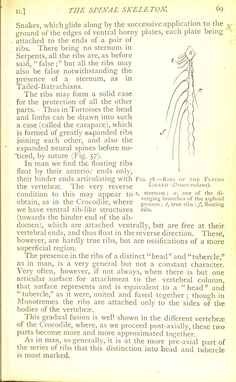 Snakes, which glide along by the successive application to the ground of the edges of ventral horny plates, each plate being . attached to the ends of a pair of ribs. There being no sternum in Serpents, all the ribs are, as before said, false; but all the ribs may also be false notwithstanding the presence of a sternum, as in Tailed-Batrachians. The ribs may form a solid case for the protection of all the other parts. Thus in Tortoises the head and limbs can be drawn into such a case (called the carapace), which is formed of greatly expanded ribs joining each other, and also the e.vpanded neural spines before no- 'ticed, by suture (Fig. 57). In man we find the floating ribs float by their anterio.' ends only, their hinder ends articulating with Fig. yS the vertebrEe. The very reverse condition to this may appear to sternum; x, one of the di- ■ ■ .1 1-1 u verging branches of the .xiphoKl obtain, as m the Crocodile, where process; t, true ribsfloating we have ventral rib-like structures ribs, (towards the hinder end of the ab- domen), which are attached ventrally, but are free at their vertebral ends, and thus float in the reverse direction. These, however, are hardly true ribs, but are ossifications of a more superficial region. The presence in the ribs of a distinct head and tubercle, as in man, is a very general but not a constant character. Very often, however, if not always, when there is but one articular surface for attachment to the vertebral colunm, that surface represents and is equivalent to a head and tubercle, as it were, united and fused together ; though in Monotremes the ribs are attached only to the sides of the bodies of the vertebrae. This gradual fusion is well shown in the different vertebrae of the Crocodile, where, as we proceed post-axially, these two parts become more and more approximated together. As in man, so generally, it is at the more p're-axial part of the series of ribs that this distinction into head and tubercle is most marked. -Ribs of the Flying Lizard {Draco Toiaus).