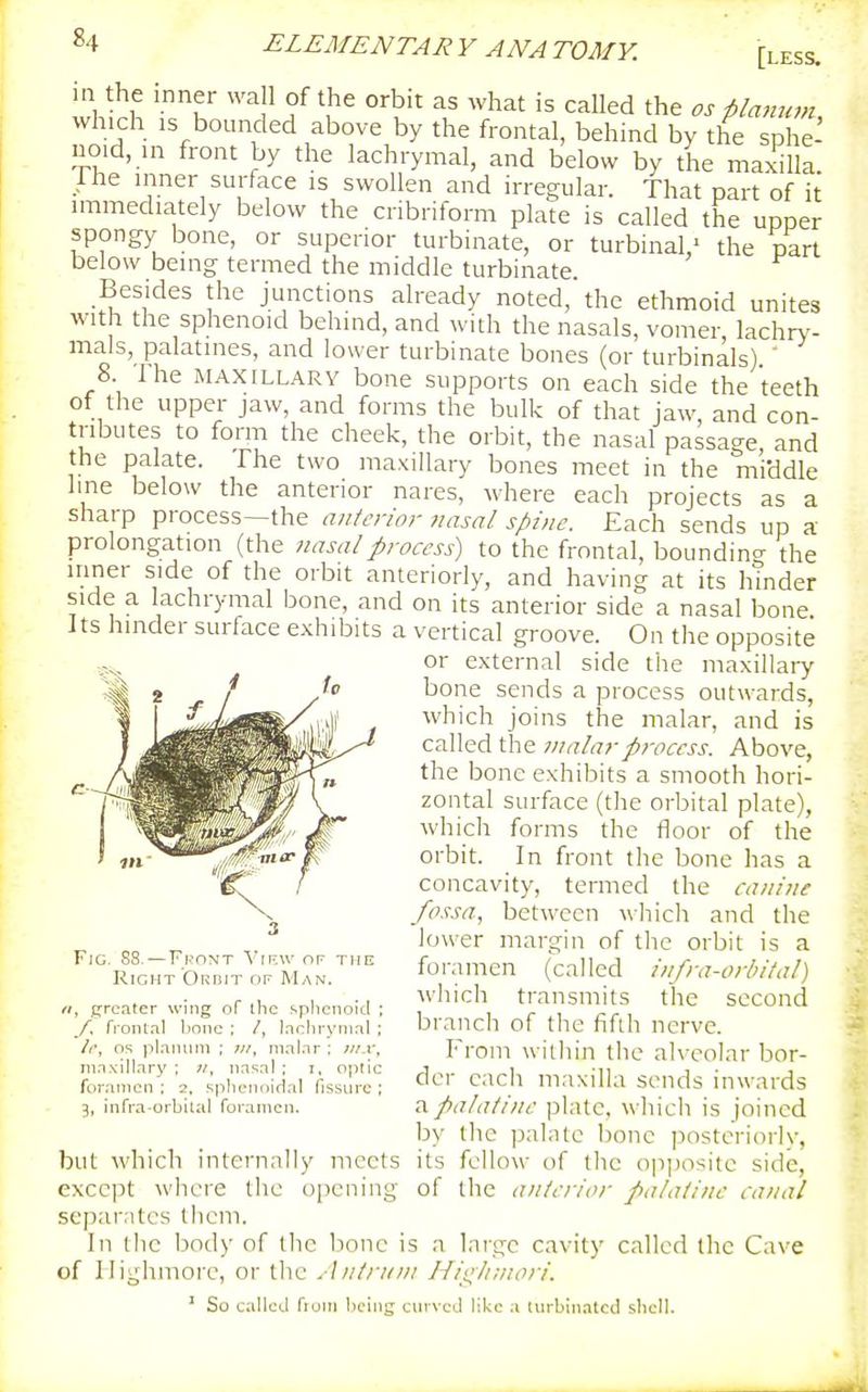 [less. in the inner wa 1 of the orbit as what is called the os planum which IS bounded above by the frontal, behind by the sphe- noid, in front by the lachrymal, and below by the maxilla Ihe inner surface is swollen and irregular. That part of it immediately below the cribriform plate is called the upper spongy bone, or superior turbinate, or turbinal,^ the part below being termed the middle turbinate. Besides the junctions already noted, the ethmoid unites with the sphenoid behind, and with the nasals, vomer, lachn- mals, palatines, and lower turbinate bones (or turbinals).' 8. Ihe MAXILLARY bone supports on each side the teeth of the upper jaw, and forms the bulk of that jaw, and con- tributes to form the cheek, the orbit, the nasal passage, and the palate. The two maxillary bones meet in the middle line below the anterior nares, where each projects as a sharp process—the anterior nasal spine. Each sends up a prolongation (the nasal process) to the frontal, boundino- the inner side of the orbit anteriorly, and having at its hinder side a lachrymal bone, and on its anterior side a nasal bone Jts hinder surface exhibits a vertical groove. On the opposite or external side the maxillary bone sends a process outwards, which joins the malar, and is called the nuxlarprocess. Above, the bone exhibits a smooth hori- zontal surface (the orbital plate), which forms the floor of the orbit. In front the bone has a concavity, termed the canine fossa, between \\hich and the lower margin of the orbit is a foramen (called Infra-orbltal) which transmits the second branch of the fifth nerve. From within the alveolar bor- der each maxilla sends inwards a palatine plate, which is joined by the jjalntc bone posteriorly, but which internally meets its fellow of the ojiposite side, except where the opening of the anterior palatine canal separates them. In the body of the bone is a large cavity called the Cave of Ilighmorc, or the Antrum Hli^lnnorl. ' So called fiuiii liciiiij ciivvcj like a liirbinatcd slicll. Fig. 88, — Front View of the Right ORniT of Man. liy ]^rcater wing of tlic .^piicnoicl ; /. frontal tione : /, larhrynial ; li\ OS jTlanuni ; malar : mx, ninxillary ; ;/, nnsal ; i, optic foramen ; 2, sphenoidal fissure ; 5, infra-orbital foramen.