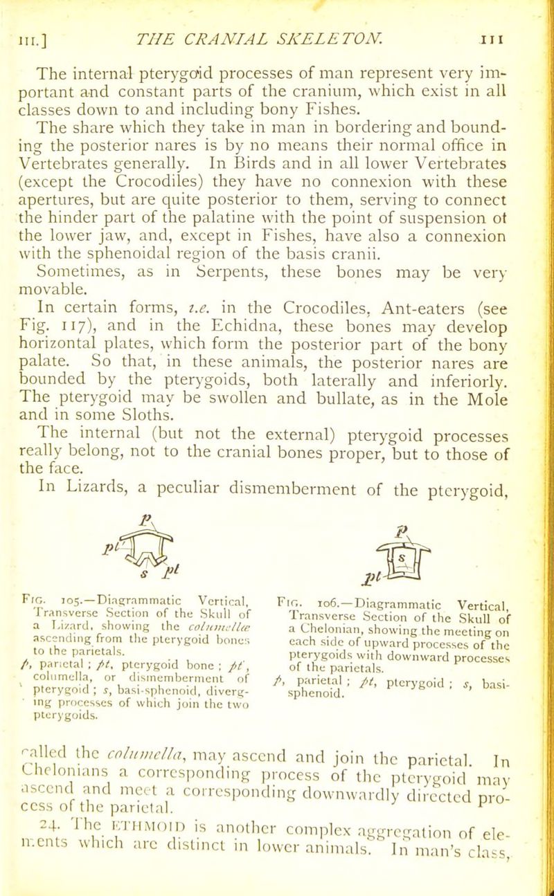 The internal pterygmd processes of man represent very im- portant and constant parts of the cranium, which exist in all classes down to and including bony Fishes. The share which they take in man in bordering and bound- ing the posterior nares is by no means their normal office in Vertebrates generally. In Birds and in all lower Vertebrates (except the Crocodiles) they have no connexion with these apertures, but are quite posterior to them, serving to connect the hinder part of the palatine with the point of suspension ot the lower jaw, and, except in Fishes, have also a connexion with the sphenoidal region of the basis cranii. Sometimes, as in Serpents, these bones may be very movable. In certain forms, i.e. in the Crocodiles, Ant-eaters (see Fig. 117), and in the Echidna, these bones may develop horizontal plates, which form the posterior part of the bony palate. So that, in these animals, the posterior nares are bounded by the pterygoids, both laterally and inferiorly. The pterygoid may be swollen and bullate, as in the Mole and in some Sloths. The internal (but not the external) pterygoid processes really belong, not to the cranial bones proper, but to those of the face. In Lizards, a peculiar dismemberment of the pterygoid, Fjg. 105. —Din^rammatic Vertical, Transverse .Section of tlie Skull of a Lizard, showing the colidiir/Uc ascending from tlie pterygoid bones to the panetals. /, parietal ; pterygoid bone : //■', columella, or dismemberment of pterygoid ; j, basi-sphenoid, diverg- ■ ing processes of which join the two pterygoids. Fig. 106.—Diagrammatic Vertical, Tr.ansverse Section of the Skull of a Chelonian, showing the meeting on each side of upward processes of the pterygoids with downward processes of the parietals. A parietal ; pt, pterygoid ; s, basi- sphenoid. 'galled the colinnclla, may ascend and join the parietal In Lhclonians a corresponding process of the pterygoid may ascend and meet a corresponding downwardly directed pro- cess of the parietal. ^ 24. The KTHMoin is another complex aggregation of ele- ments which arc distinct in lower animals. In man's cLt-s