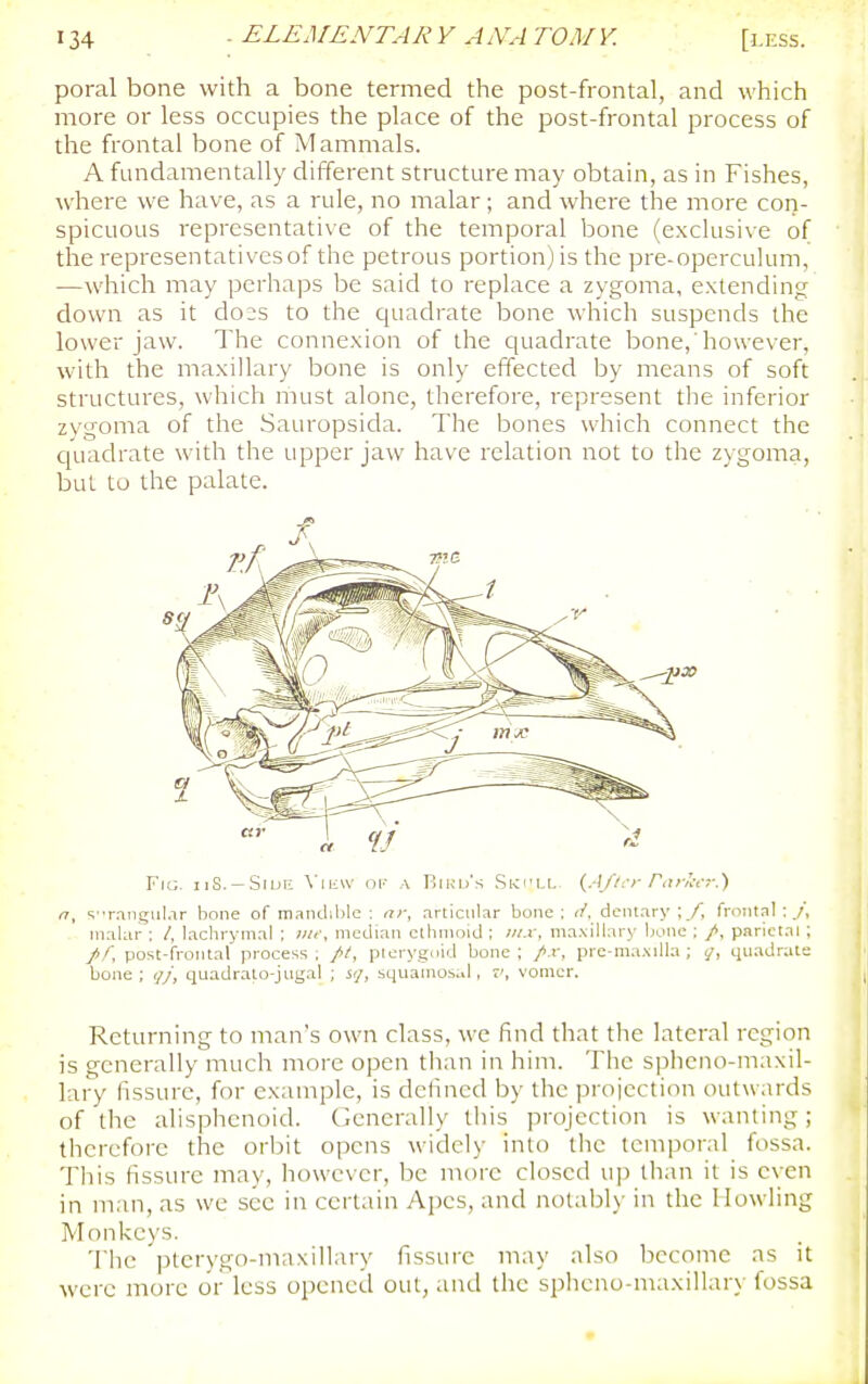 poral bone with a bone termed the post-frontal, and which more or less occupies the place of the post-frontal process of the frontal bone of Mammals. A fundamentally different structure may obtain, as in Fishes, where we have, as a rule, no malar; and where the more con- spicuous representative of the temporal bone (exclusive of the representatives of the petrous portion) is the pre-operculum, •—which may perhaps be said to replace a zygoma, extending down as it do:s to the quadrate bone which suspends the lower jaw. The connexion of the quadrate bone, however, with the maxillary bone is only effected by means of soft structures, which must alone, therefore, represent the inferior zygoma of the Sauropsida. The bones which connect the cjuadrate with the upper jaw have relation not to the zygoma, but to the palate. Fig, iiS. —Side \ iiiw or- a Bird's Ski'LL {A/lt-r PcirA-cr.) n, s'T.ingiil.ir bone of niRndible : nr, articular bone: r/, dcntary ; .A frontal:.;, malar : /, lachrymal ; iiw, median ethmoid ; I'lx, maxillary bone : /, parietal ; //, post-frontal process: //, plerygoid bone; /.r, pre-ma.\illa; 4?, quadrate bone; r/y, quadrato-jiigal ; sy, squamoi.d , r', vomer. Returning to man's own class, we find that the lateral region is generally much more open than in him. The spheno-maxil- lary fissure, for example, is dclincd by the proicction outwards of the alisphenoid. Generally this projection is wanting ; therefore the orbit opens widely into the temporal fossa. This fissure may, however, be more closed up than it is even in man, as we sec in certain Apes, and notably in the Howling Monkeys. The ptcrygo-maxillary fissure may also become as it were more or less opened out, and the sphcno-maxillary fossa