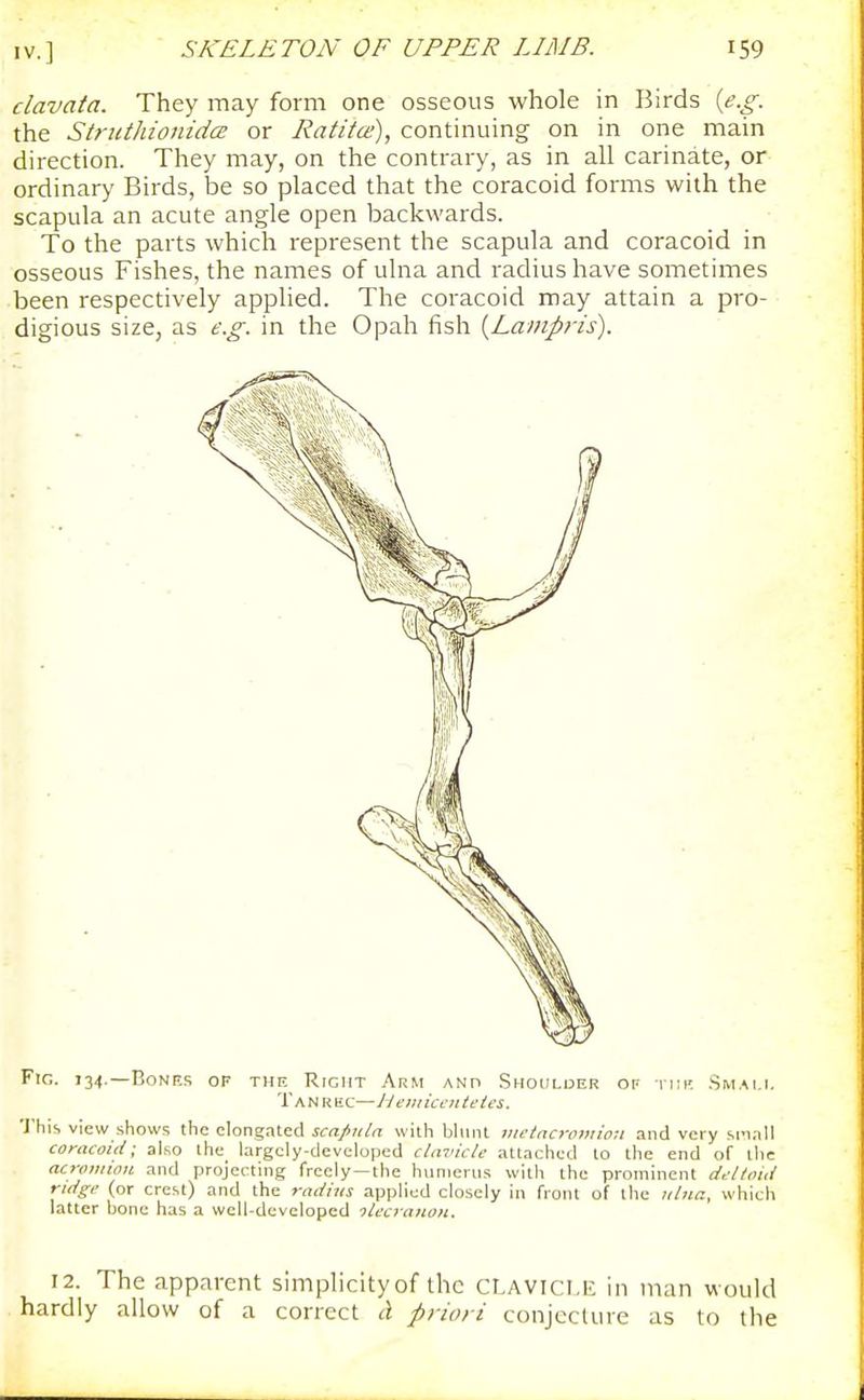 clavata. They may form one osseous whole in Birds [e.g. the Stnithionidce or Ratitce), continuing on in one main direction. They may, on the contrary, as in all carinate, or ordinary Birds, be so placed that the coracoid forms with the scapula an acute angle open backwards. To the parts which represent the scapula and coracoid in osseous Fishes, the names of ulna and radius have sometimes been respectively applied. The coracoid may attain a pro- digious size, as e.g. in the Opah fish {La/npris). FiC. 134.—BoNRS OF THE^ RiGHT ArM AND SHOULDER OF TIIK .SmAI.1, T A N R E c—Jieiii icen teies. 'J'his view shows the elongated scapula with blunt jnetncroiition and very si'inll coracoid; also the^ largely-developed clmncle attached to the end of the acromwu and projecting freely—the hunierns with the prominent dfl/oui rti/ge (or crest) and the radius applied closely in front of the nina, which latter bone has a well-developed olea anon. 12. The apparent simplicity of the CLAVici.E in man would hardly allow of a correct ii priori conjecture as to tlie