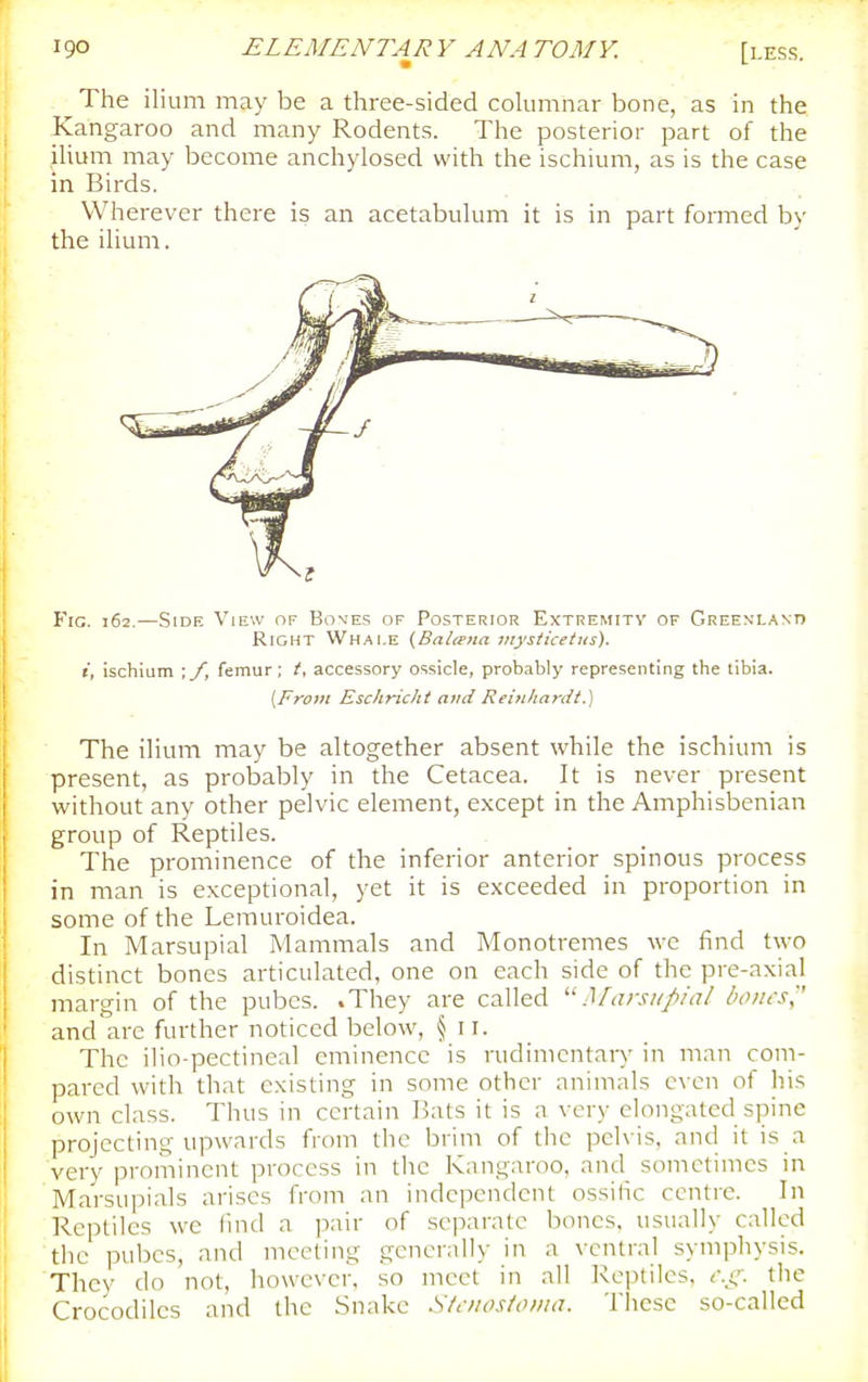 The ilium may be a three-sided coUimnar bone, as in the Kangaroo and many Rodents. The posterior part of the ilium may become anchylosed with the ischium, as is the case in Birds. Wherever there is an acetabulum it is in part formed by the ilium. Fig. 162.—Side View of Boves of Posterior Extremitv of Greenland Right Whale (Balmia viysticetus). i, ischium ; f, femur; t, accessory ossicle, probably representing the tibia. (From Eschricht and Rehtliardt.) The ilium may be altogether absent while the ischium is present, as probably in the Cetacea. It is never present without any other pelvic element, e.xcept in the Amphisbenian group of Reptiles. The prominence of the inferior anterior spinous process in man is exceptional, yet it is exceeded in proportion in some of the Lemuroidea. In Marsupial Mammals and Monotremes we find two distinct bones articulated, one on each side of the pre-axial margin of the pubes. .They are called ''Marsupial boius, and are further noticed below, §11. The ilio-pectineal eminence is rudimentary in man com- pared with that existing in some other animals even of his own class. Thus in certain Bats it is a very elongated spine projecting upwards from the brim of the pelvis, and it is a very prominent process in the Kangaroo, and_ sometimes in Marsupials arises from an independent ossihc centre. In Reptiles we find a pair of separate bones, usually called the pubes, and meeting generally in a ventral symphysis. They do not, however, so meet in all Reptiles, ct:. the Crocodiles and the .Snake S/t-nostoma. These so-called