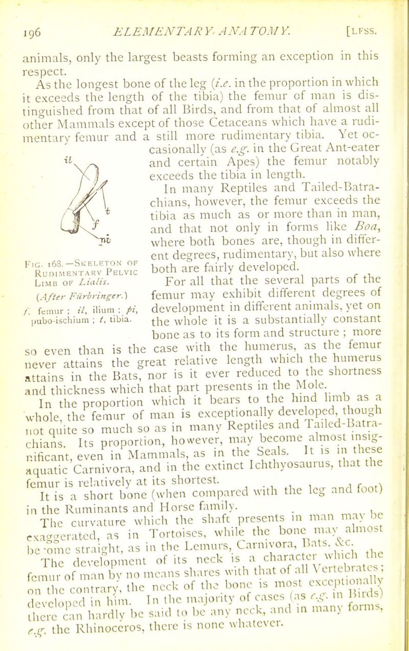 animals, only the largest beasts forming an exception in this respect. As the longest bone of the leg {i.e. in the proportion in which it exceeds the length of the tibia) the femur of man is dis- tinguished from that of all Birds, and from that of almost all otlier Mammals except of those Cetaceans which have a rudi- mentary femur and a still more rudimentary tibia. Yet oc- casionally (as e.g. in the Great Ant-eater and certain Apes) the femur notably exceeds the tibia in length. In many Reptiles and Tailed-Batra- chians, however, the femur exceeds the tibia as much as or more than in man, and that not only in forms like Boa, where both bones are, though in differ- ent degrees, rudimentarv, but also where ''^^^I^^J::. both are fairly developed. Limb of Liciiis. For all that the several parts of the {.After Furbringer.\ femur may exhibit different degrees of /: ft^mur: :V, ilium : //, development in different animals, yet on pubo-iscliium; t. tibia. whole it is a substantially constant bone as to its form and structure ; more so even than is the case with the humerus, as the femur never attains the great relative length which the humerus attains in the Bats, nor is it ever reduced to the shortness and thickness which that part presents m the Mole In the proportion which it bears to the hmd limb as a whole, the femur of man is exceptionally developed though not quite so much so as in many Reptiles and Tailed-batra- rhians. Its proportion, however, may become almost insig- nificant, even in Mammals, as in the Seals. It is in these aquatic Carnivora, and in the extinct Ichthyosaurus, that the femur is relatively at its shortest. , ., , , 1 r,.A It is a short bone (when compared with the leg and foot) in the Ruminants and Horse family. The curvature which the shaft presents in man may be exa--crated, as in Tortoises, while the bone may almo.t bc-mnc straight, as in the Lemurs, Carnivora Bats ^:c The development of its neck ^'^haractc^. h^^^^^^^^^ femur of man bv no means shares with that of all \ eilcbratcs m t e con rary, the neck of the bone is most excepluma Iv dcvc onTd .Aim. I n the majority of cases (as e.g. m Birds) ?iSi?can hardiv be sa,d to be any neck, and in many fonns, f.g the Rhinoceros, there is none whatever.