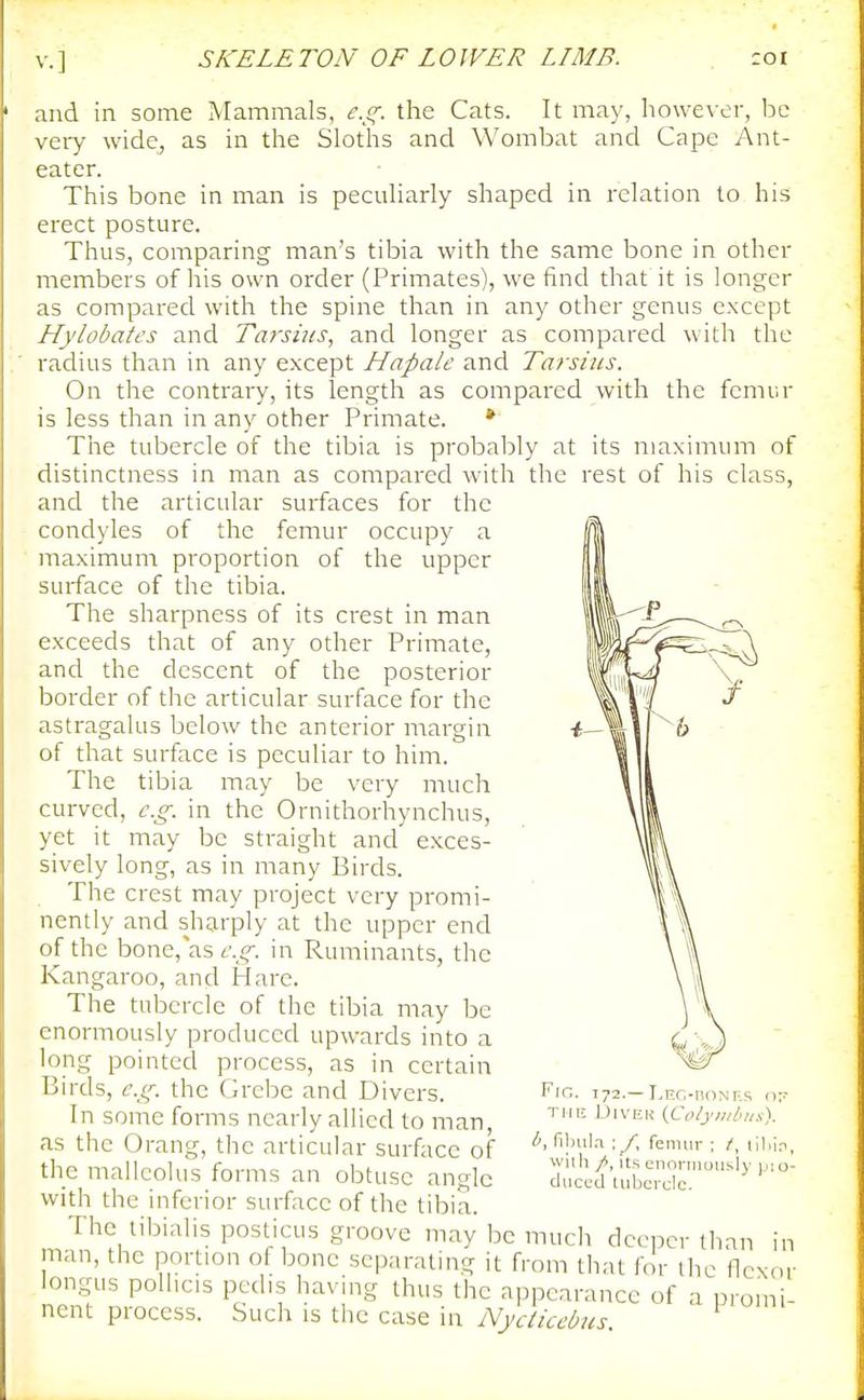 and in some Mammals, e.s[. the Cats. It may, however, be very wide, as in the Sloths and Wombat and Cape Ant- eater. This bone in man is peculiarly shaped in relation to his erect posture. Thus, comparing man's tibia with the same bone in other members of his own order (Primates), we find that it is longer as compared with the spine than in any other genus except Hylobatcs and Tarsius, and longer as compared with the radius than in any except Hapale and Tarsius. On the contrary, its length as compared with the femur is less than in any other Primate. * The tubercle of the tibia is probably at its maximum of distinctness in man as compared with the rest of his class, and the articular surfaces for the condyles of the femur occupy a maximum proportion of the upper surface of the tibia. The sharpness of its crest in man exceeds that of any other Primate, and the descent of the posterior border of the articular surface for the astragalus below the anterior margin of that surface is peculiar to him. The tibia may be very much curved, e.g. in the Ornithorhynchus, yet it may be straight and exces- sively long, as in many Birds. The crest may project very promi- nently and sharply at the upper end of the bone,as e.g. in Ruminants, the Kangaroo, and Hare. The tubercle of the tibia may be enormously produced upwards into a long pointed process, as in certain Birds, e.g. the Grebe and Divers. In some forms nearly allied to man, as the Orang, the articular surface of the malleolus forms an obtuse angle with the inferior surface of the tibia. The tibialis posticus groove may be much deeper than in man, the portion of bone separating it from that for ihe flexor longus polhcis pedis having thus the appearance of a promi- nent process. Such is the case in Nycticebus Fig. 172.—LEC-noNRs n- THE DiVEK {Colyii/Oiis). filnil.-i ; _/, femur ; /, lil.iri, wiih /, its c-nnniionsly pio- cluccd lubcrdc.