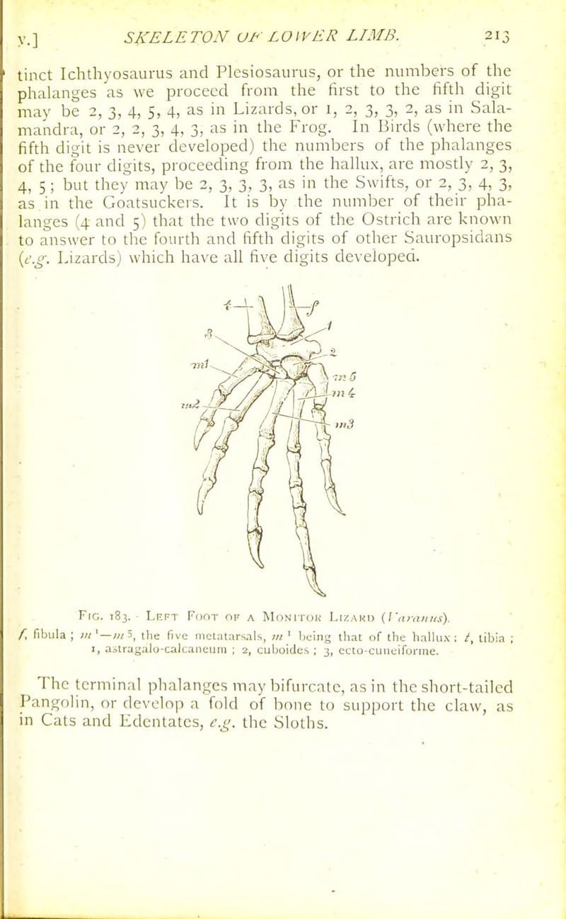 tinct Ichthyosaurus and Plesiosaurus, or the numbers of the phalanges as we proceed from the first to the fifth digit may be 2, 3, 4, 5, 4, as in Lizards, or i, 2, 3, 3, 2, as in Sala- mandra, or 2, 2, 3, 4, 3, as in the Frog. In Birds (where the fifth digit is never developed) the numbers of the phalanges of the four digits, proceeding from the hallux, are mostly 2, 3, 4, 5; but they may be 2, 3, 3, 3, as in the Swifts, or 2, 3, 4, 3, as in the Goatsuckers. It is by the number of their pha- langes (4 and 5) that the two digits of the Ostrich are known to answer to the fourth and fifth digits of other Sauropsidans {e.g. Lizards) which have all five digits developed. Fro. T83. - Lkft Foot of a Monitou Lizakd (I'ai-aniis). f, fibula ; >n^—m^, the five metatarsnis, in ' being that of the hallux: t, tibia ; I, aitragalo-calcaneum ; 2, cuboides ; 3, ecto-cuneiforme. The terminal phalanges may bifurcate, as in the short-tailed Pangolin, or develop a fold of bone to support the claw, as in Cats and Edentates, e.g. the Sloths.