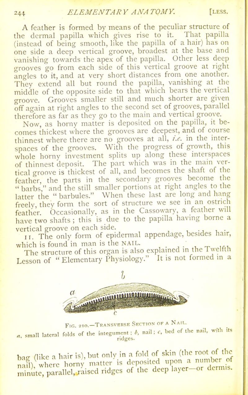 A feather is formed by means of the pecuhar structure of the dermal papilla which gives rise to it. That papilla (instead of being smooth, like the papilla of a hair) has on one side a deep vertical groove, broadest at the base and vanishing towards the ape.K of the papilla. Other less deep grooves go from each side of this vertical groove at right angles to it, and at very short distances from one another. They extend all but round the papilla, vanishing at the middle of the opposite side to that which bears the vertical groove. Grooves smaller still and much shorter are given off again at right angles to the second set of grooves, parallel therefore as far as they go to the main and vertical groove. Now, as homy matter is deposited on the papilla, it be- comes thickest where the grooves are deepest, and of course thinnest where there are no grooves at all, i.e. in the inter- spaces of the grooves. With the progress of growth, this whole horny investment splits up along these interspaces of thinnest deposit. The part which was in the main ver- tical groove is thickest of all, and becomes the shaft of the feather, the parts in the secondary grooves become the  barbs, and the still smaller portions at right angles to the latter the  barbules. When these last are long and hang freely, they form the sort of structure we see in an ostrich feather Occasionally, as in the Cassowary, a feather will have two shafts ; this' is due to the papilla having borne a vertical groove on each side. II. The only form of epidermal appendage, besides hair, which is found in man is the NAIL. ,. , „ The structure of this organ is also explained m the Twelfth Lesson of  Elementary Physiology. It is not formed in a c pif, —Transverse Section of a Nail. n Lateral folds' of the integ.ment : nail: r, bed of ihc nail, wflh it. ndges. hair (like a hair is), but only in a fold of skin (the root of the nafn vhe^e horny matter is deposited upon a nuniber of Tnute, parallel, raised ridges of the deep layer-or dermis.