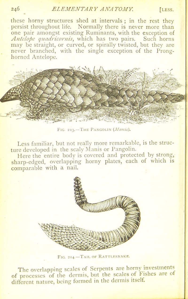 these horny structures shed at intervals ; in the rest they persist throughout hfe. Normally there is never more than one pair amongst existing Ruminants, with the exception of Antelope qitadriconiis, which has two pairs. Such horns may be straight, or curved, or spirally twisted, but they are never branched, with the single exception of the Prong- horned Antelope. Fig 213.—Thii P.-iNGOLiN {Alann). Less familiar, but not really more remarkable, is the struc- ture developed in the scaly Manis or Pangolin. Here the entire body is covered and protected by strong, sharp-edged, overlapping horny plates, each of which is comparable with a nail. Fig. 2i.(.—Tail OF Ratti.fsnakF. The overlapping scales of Serpents are horny investments f processes of the dermis, but the scales of Fishes are of or p different nature, being formed in the dermis itself.