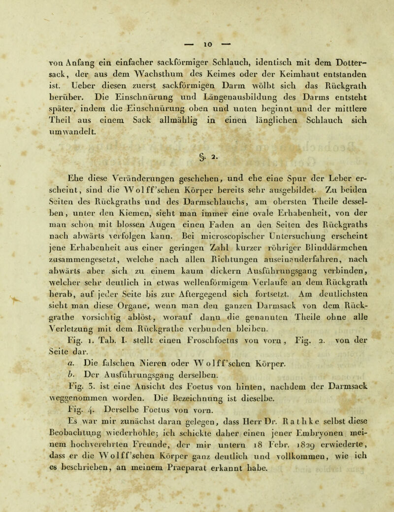 von Anfang ein einfacher sackförmiger Schlauch, identisch mit dem Dotter- sack, der aus dem Wachsthum des Keimes oder der Keimhaut entstanden ist. Ueber diesen zuerst sackförmigen Darm wölbt sich das Rückgrath herüber. Die Einschnürung und Längenausbildung des Darms entsteht später, indem die Einschnürung oben und unten beginnt und der mittlere Theil aus einem Sack allmählig in einen länglichen Schlauch sich umwandel t. §• 2. Ehe diese Veränderungen geschehen, und ehe eine Spur der Leber er- scheint, sind die Wol ff'sehen Körper bereits sehr ausgebildet. Zu beiden Seiten des Rückgraths und des Darmschlauchs, am obersten Theile dessel- ben, unter den Kiemen, sieht man immer eine ovale Erhabenheit, von der man sehon mit blossen Augen einen Faden an den Seiten des Puiekgraths nach abwärts verfolgen kann. Bei microscopischer Untersuchung erscheint jene Erhabenheit aus einer gelingen Zahl kurzer rühriger Blinddärmchen zusammengesetzt, welche nach allen Richtungen auseinanderfahren, nach abwärts aber sich zu einem kaum dickern Ausfuhrungsgang verbinden, welcher sehr deutlich in etwas wellenförmigem Verlaufe an dem Rückgrath herab, auf jeder Seite bis zur Aftergegend sich fortsetzt. Am deutlichsten sieht man diese Organe, wenn man den ganzen Darmsack von dem Rück- gralhe vorsichtig ablöst, worauf danu die genannten Theile ohne alle Verletzung mit dem Rückgralhe verbunden bleiben. Fig. i. Tab. I. stellt einen Frosehfoetus von vorn, Fig. 2. von der Seite dar. a. Die falschen ]Nieren oder Wolff'sehen Körper. b. Der Ausfuhrungsgang derselben. Fig. 3. ist eine Ansicht des Foetus von hinten, nachdem der Darmsack weggenommen worden. Die Bezeichnung ist dieselbe. Fig. 4> Derselbe Foetus von vorn. Es war mir zunächst daran gelegen, dass Herr Dr. Rathke selbst diese Beobachtung wiederhohle; ich schickte daher einen jener Embryonen mei- nem hochverehrten Freunde, der mir untern 18 Febr. 1829 erwiederte, dass er die Wolff'sehen Körper ganz deutlich und vollkommen, wie ich es beschrieben, an meinem Praeparat erkannt habe.