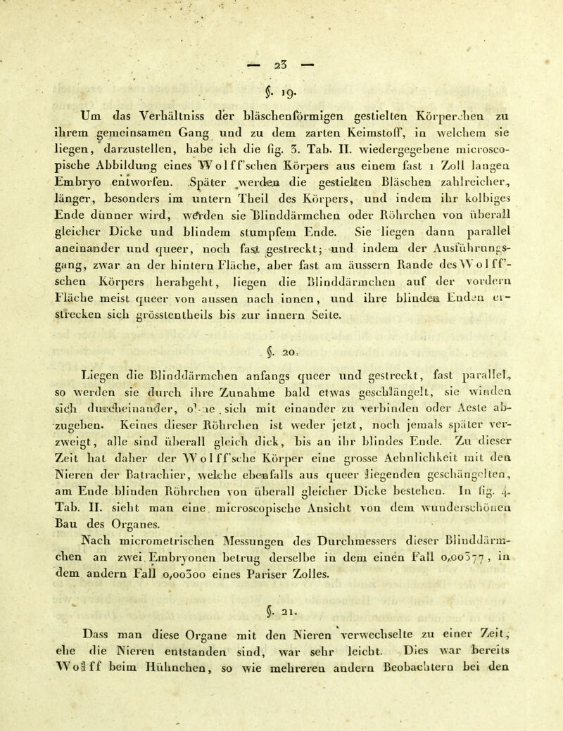 §. ig. Um das Verhältniss der bläschenförmigen gestielten Körperjhen zu ihrem gemeinsamen Gang und zu dem zarten Keimstoff, in welchem sie liegen, darzustellen, habe ich die flg. 3. Tab. II. wiedergegebene microsco- pisehe Abbildung eines Wol ff sehen Körpers aus einem fast 1 Zoll langen Embryo entworfen. .Später werden die gestielten Bläschen zahlreicher, länger, besonders im untern Theil des Körpers, und indem ihr kolbiges Ende dünner wird, weYden sie Blinddärmchen oder Röhrchen von überall gleicher Dicke und blindem stumpfem Ende. Sie liegen dann parallel aneinander und queer, noch fast gestreckt; und indem der Ausführungs- gang, zwar an der hinlern Fläche, aber fast am äussern Rande des Wolff'- schen Körpers herabgeht, liegen die Blinddärmchen auf der vordem Fläche meist queer von aussen nach innen, und ihre blindeia Enden er- strecken sich grösstenteils bis zur innern Seite. §. 20, Liegen die Blinddärmchen anfangs queer und gestreckt, fast parallel, so werden sie durch ihre Zunahme bald etwas geschlängelt, sie winden sieh durcheinander, o1 :ie . sich mit einander zu verbinden oder Aesle ab- zugeben. Keines dieser Röhrchen ist weder jetzt, noch jemals später ver- zweigt, alle sind überall gleich dick, bis an ihr blindes Ende. Zu dieser Zeit hat daher der YVolffsehe Körper eine grosse Aehnlichkeit mit den Nieren der Batrachier, welche ebenfalls aus queer -liegenden geschängelten, am Ende blinden Röhrchen von überall gleicher Dicke bestehen. In lig. Tab. II. sieht man eine microscopische Ansicht von dem wunderschönen Bau des Organ es. Nach micrometrischen Messungen des Durchmessers dieser Blinddärm- eben an zwei Embryonen betrug derselbe in dem einen Fall o,.oo577 , in dem andern Fall 0,00600 eines Pariser Zolles. §. 21. Dass man diese Organe mit den Nieren verwechselte zu einer Zeit, ehe die Nieren entstanden sind, war sehr leicht. Dies war bereits Wo äff beim Hühnchen, so wie mehreren andern Beobachtern bei den