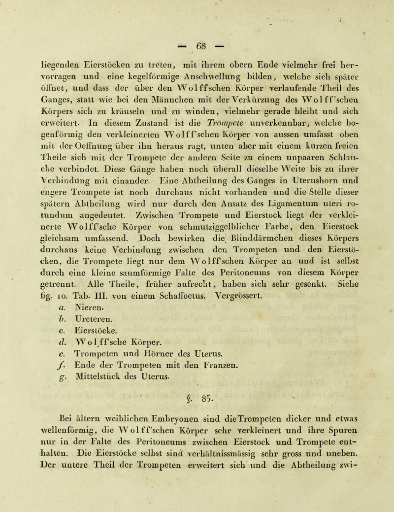 liegenden Eierstöcken zu treten, mit ihrem obern Ende vielmehr frei her- vorragen und eine kegelförmige Anschwellung bilden, welche sich später öffnet, und dass der über den Wol ff sehen Körper verlaufende Theil des Ganges, statt wie bei den Männchen mit der Verkürzung des Wol ff'sehen Körpers sich zu kräuseln und zu winden, vielmehr gerade bleibt und sich erweitert. In diesem Zustand ist die Trompete unverkennbar, welche bo- genförmig den verkleinerten Wolf f'schen Körper von aussen umfasst oben mit der Oeffnung über ihn heraus ragt, unten aber mit einem kurzen freien Theile sich mit der Trompete der andern Seite zu einem unpaaren Schlau- che verbindet. Diese Gänge haben noch überall dieselbe Weile bis zu ihrer Verbindung mit einander. Eine Abtheilung des Ganges in Uterushorn und engere Trompete ist noch durchaus nicht vorhanden und die Stelle dieser spätem Abtheilung wird nur durch den Ansatz des Ligamentum uteri ro- tundum angedeutet. Zwischen Trompete und Eierstock liegt der verklei- nerte Wolff'sche Körper von schmutziggelblicher Farbe, den Eierstock gleichsam umfassend. Doch bewirken die^ Blinddärmchen dieses Körpers durchaus keine Verbindung zwischen den Trompeten und den Eierstö- cken, die Trompete liegt nur dem Wol ff sehen Körper an und ist selbst durch eine kleine saumförmige Falte des Peritoneums von diesem Körper getrennt. Alle Theile, früher aufrecht, haben sich sehr gesenkt. Siehe fig. 10. Tab. III. von einem Schaffoetus. Vergrössert. a. Nieren. b. Ure leren. c. Eierstöcke. d. W o 1 ff sehe Körper. e. Trompeten und Hörner des Uterus. f. Ende der Trompeten mit den Franzen. g. Mittelstück des Uterus. §• 85. Bei ällern weiblichen Embryonen sind die Trompeten dicker und etw as wellenförmig, die Wolf f'schen Körper sehr verkleinert und ihre Spuren nur in der Falte des Peritoneums zwischen Eierstock und Trompete ent- halten. Die Eierstöcke selbst sind verhältnissmässig sehr gross und uneben. Der untere Theil der Trompeten erweitert sich und die Abtheilung zwi-