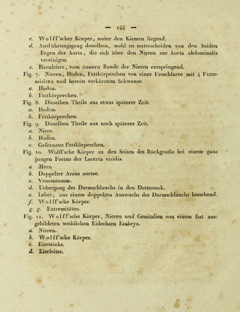 c. Wo 1 ff'scher Körper, linier den Kiemen liegend. d. Ausf ührungsgang desselben, wohl zu unterscheiden- von den beiden Boen der Aorla , die sich über den Nieren zur Aorta abdominalis vereinigen. e. Harnleiter, vom äussern Rande der Nieren entspringend. Fig. 7. Nieren, Hoden, Fettkörperehen von einer Froschlarve mit 4 Fxtre- mitaten und bereits verkürztem Schwänze. a. Hoden. b. Fettkörperchen. Fig. 8. Dieselben Theile aus etwas späterer Zeit. a. Hoden. b. Fettkörperchen. Fig. 9. Dieselben Theile aus noch späterer Zeit. a. Niere. b. Hoden. c. Gefranztes Fettkörperchen. Fig. 10. Wolff'sche Körper zu den Seiten des Rückgraths bei einem ganz jungen Foetus der Lacerta viridis. a .Herz. b. Doppel ler Arcus aortae. c. Venenstamm. d. Uebergang des Darmschlauehs in den Dottersack. e. Leber, aus einem doppelten Auswuchs des Darmschlauehs bestehend. f. Wolff'sche Körper. g. g- Extremitäten. Fig. 11. Wolff'sche Körper, Nieren und Genitalien von einem fast aus- gebildeten weiblichen Eidechsen Embryo. a. Nieren. b. Wolff'sche Körper. c. Eierstöcke. J. Eierleiter.