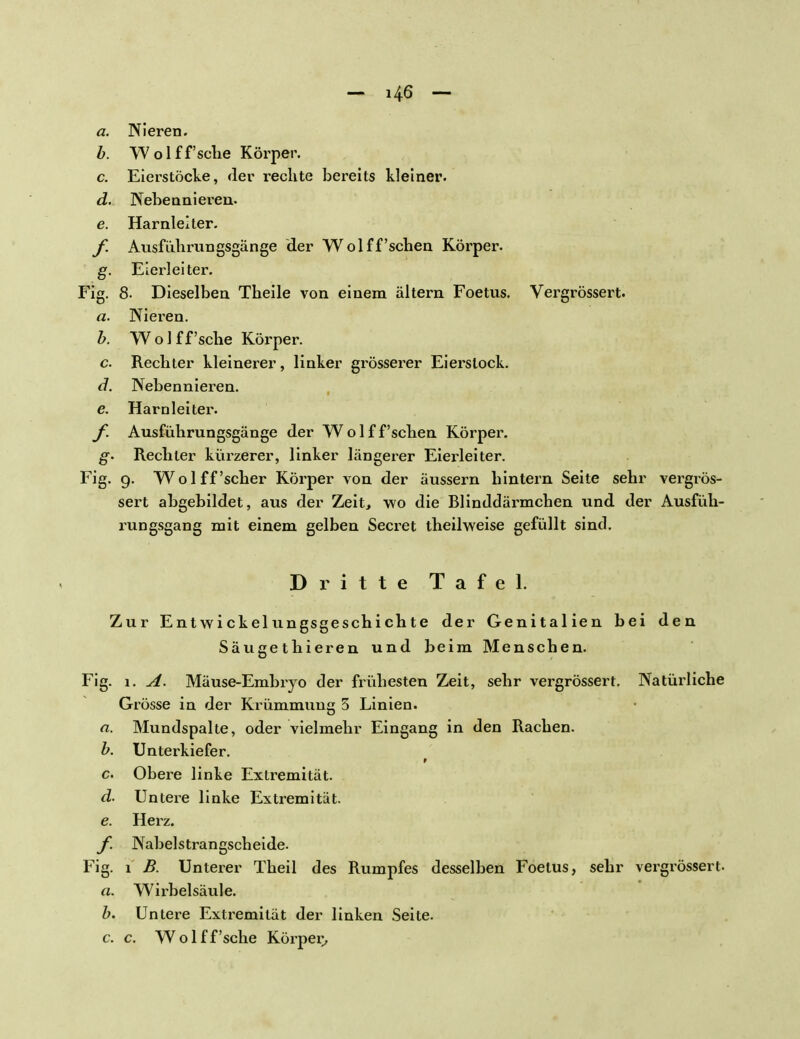 — i|6 — a. Nieren. b. Wolff'sche Körper. c. Eierstöcke, der rechte bereits kleiner. d. Nebennieren- e. Harnleiter. f. Ausführungsgänge der Wol ff'sehen Körper. g. Eierleiter. Fig. 8. Dieselben Theile von einem altern Foetus. Vergrössert. a. Nieren. b. Wolff'sche Körper. c. Rechter kleinerer, linker grösserer Eierstock. d. Nebennieren. e. Harnleiter. f. Ausführungsgänge der Wolff'schen Körper. g- Rechter kürzerer, linker längerer Eierleiter. Fig. g. Wol ff'scher Körper von der äussern hintern Seite sehr vergrös- sert abgebildet, aus der Zeit, wo die Blinddärmchen und der Ausfüh- rungsgang mit einem gelben Secret theilweise gefüllt sind. Dritte Tafel. Zur Entwi ekel ungsgeschi ch te der Genitalien bei den Säugethieren und beim Menschen. Fig. i. A. Mäuse-Embryo der frühesten Zeit, sehr vergrössert. Natürliche Grösse in der Krümmung 5 Linien. a. Mundspalte, oder vielmehr Eingang in den Rachen. b. Unterkiefer. r c. Obere linke Extremität. d. Untere linke Extremität. e. Herz. f. Nabelstrangscheide. Fig. i B. Unterer Theil des Rumpfes desselben Foetus, sehr vergrössert. a. Wirbelsäule. b. Untere Extremität der linken Seite. c. c. Wolff'sche Körper,