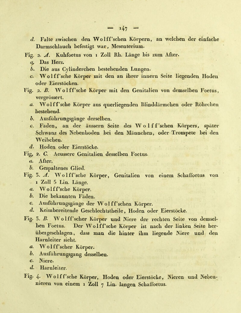 — 47 — d. Falte zwischen den Wo 1 ff'sehen Körpern, an welchen der einfache Darmschlauch befestigt war, Mesenterium. Fig. 2. A. Kuhfoetus von i Zoll Rh. Länge bis zum After. a. Das Herz. b. Die aus Cylinderchen bestehenden Lungen. c. Wolff'sche Körper mit den an ihrer innern Seite liegenden Hoden oder Eierstöcken. Fig. 2. B. Wolff'sche Körper mit den Genitalien von demselben Foetus, vergrössert. a. Wolff'sche Körper aus querliegenden Blinddärmchen oder Röhrchen bestehend. b. Ausführungsgänge derselben. c. Faden, an der äussern Seite des Wolff'schen Körpers, später Schwanz des Nebenhoden bei den Männchen, oder Trompete bei den Weibchen. d. Hoden oder Eierstöcke. Fig, 2. C. Aeussere Genitalien desselben Foetus. a. After. b. Gespaltenes Glied. Fig. 3. A. Wolff'sche Körper, Genitalien von einem Schaflbetus von l Zoll 5 Lin. Länge. a. Wolff'sche Körper. b. Die bekannten Fäden. c. Ausführungsgänge der Wolff'schen Körper. d. Keimbereitende Geschlechtstheile, Hoden oder Eierstöcke. Fig. 3. B. Wolff'scher Körper und Niere der rechten Seite von demsel- ben Foetus. Der Wolff'sche Körper ist nach der linken Seite her- über geschlagen, dass man die hinter ihm liegende Niere und den Harnleiter sieht. a. Wolff'scher Körper. b. Ausführungsgang desselben. c. Niere. d. Harnleiter. Fig. 4. Wolff'sche Körper, Hoden oder Eierstöcke, Nieren und Neben-