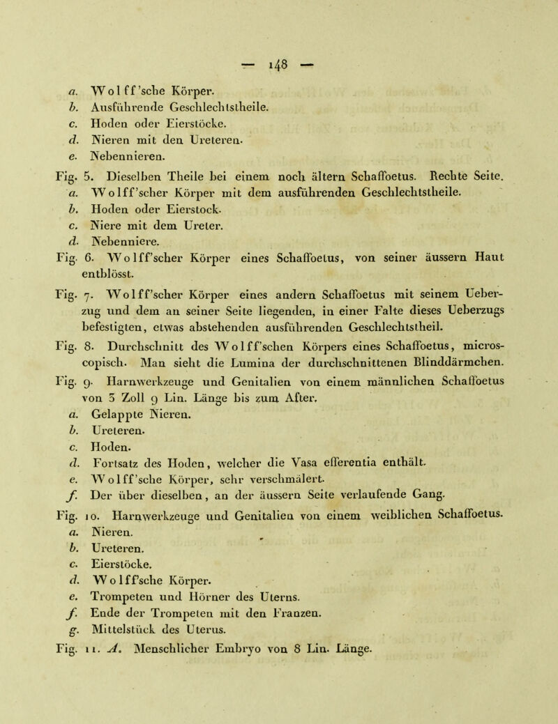 a. Wol ff'sehe Körper. b. Ausführende GeschlechIstheile. c. Hoden oder Eierstöcke. d. Nieren mit den Ureteren. e. Nebennieren. Fig. 5. Dieselben Theile bei einem noch altern SchafFoetus. Rechte Seite. a. Wolff'scher Körper mit dem ausführenden Geschlechtstheile. b. Hoden oder Eierstock. c. Niere mit dem Ureter. d. Nebenniere. Fig. 6. Wolff'scher Körper eines SchafFoetus, von seiner äussern Haut entblösst. Fig. 7. Wolff'scher Körper eines andern SchafFoetus mit seinem Ueber- zug und dem an seiner Seite liegenden, in einer Falte dieses Ueberzugs befestigten, etwas abstehenden ausführenden Geschlechtstheil. Fig. 8. Durchschnitt des Wolff'schen Körpers eines SchafFoetus, micros- copisch. Man sieht die Lumina der durchschnittenen Blinddärmchen. Fig. 9. Harnwerkzeuge und Genitalien von einem männlichen SchafFoetus von 5 Zoll 9 Lin. Länge bis zum After, a. Gelappte Nieren. b. Ureteren. c. Hoden. d. Fortsatz des Hoden, welcher die Vasa efFerentia enthält. e. Wolff'sehe Körper, sehr verschmälert. f. Der über dieselben, an der äussern Seile verlaufende Gang. Fig. 10. Harnwerkzeuge und Genitalien von einem weiblichen SchafFoetus. a. Nieren. b. Ureteren. c. Eierstöcke. d. Wol ff sehe Körper. e. Trompeten und Hörner des Uterns. f. Ende der Trompeten mit den Franzen. g. Mittelstück des Uterus. Fig. 11. u4. Menschlicher Embryo von 8 Lin. Länge.