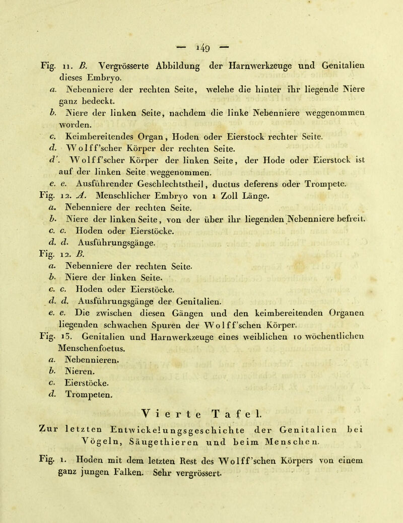 Fig. n. B. Vergrösserte Abbildung der Harn Werkzeuge und Genitalien dieses Embryo. a. Nebenniere der recbten Seite, welehe die binter ihr liegende Niere ganz bedeckt. b. Niere der linken Seite, nachdem die linke Nebenniere weggenommen worden. c. Keimbereitendes Organ, Hoden oder Eierstock rechter Seite. d. Wol ff'scher Körper der rechten Seite. d'. Wo 1 ff'scher Körper der linken Seite, der Hode oder Eierstock ist auf der linken Seite weggenommen. e. e. Ausführender Geschlechtstheil, ductus deferens oder Trompete. Fig. 12. A. Menschlicher Embryo von i Zoll Länge. ä. Nebenniere der rechten Seite. b. Niere der linken Seite, von der über ihr liegenden Nebenniere befreit. c. c. Hoden oder Eierstöcke. d. d. Ausführungsgänge. Fig. i2. B. a. Nebenniere der rechten Seite. b. Niere der linken Seite. c. c. Hoden oder Eierstöcke. d. d. Ausfühiuogsgänge der Genitalien. e. e. Die zwischen diesen Gängen und den keimbereitenden Organen liegenden schwachen Spuren der Wo 1 f f'sehen Körper. Fig. i3. Genitalien und Harnwerkzeuge eines weiblichen 10 wöchentlichen Menschenfoetus. a. Nebennieren. b. Nieren. c. Eierstöcke. d. Trompeten. Vierte Tafel. Zur letzten Entwicklungsgeschichte der Genitalien bei Vögeln, Säugethieren und beim Menschen. Fig. i. Hoden mit dem letzten Rest des Wolff'sehen Körpers von einem ganz jungen Falken. Sehr vergrössert.