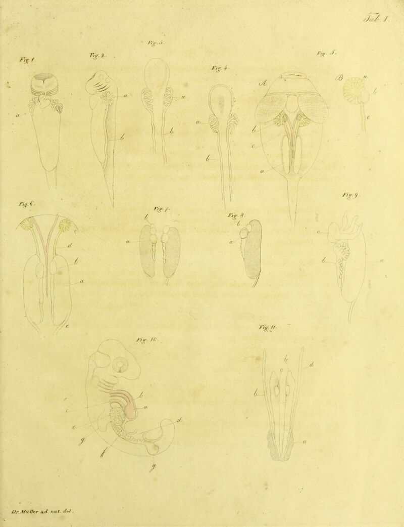 /. - / / y DrMüller ttrl tint. drl