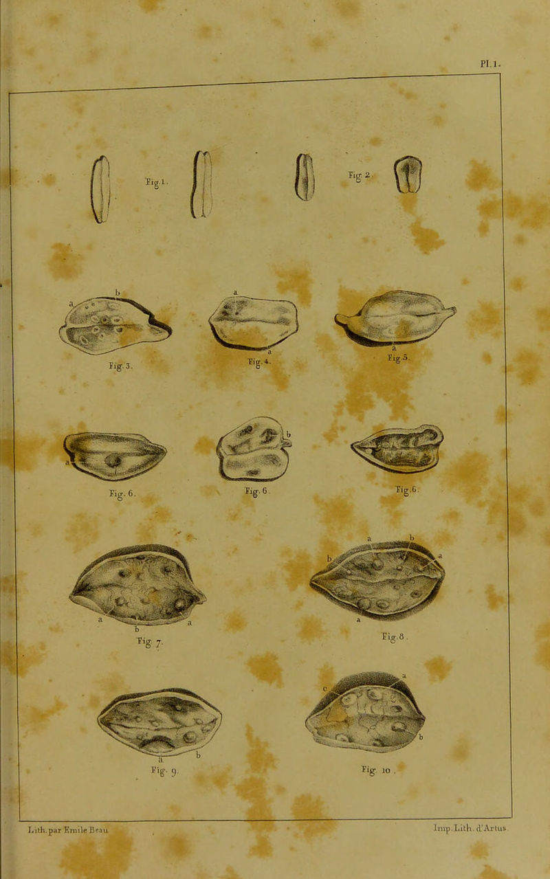 PU. Fiir- g. ïig-. io . Iiilh.par Emile Beau frnp Lith. d'Axtus